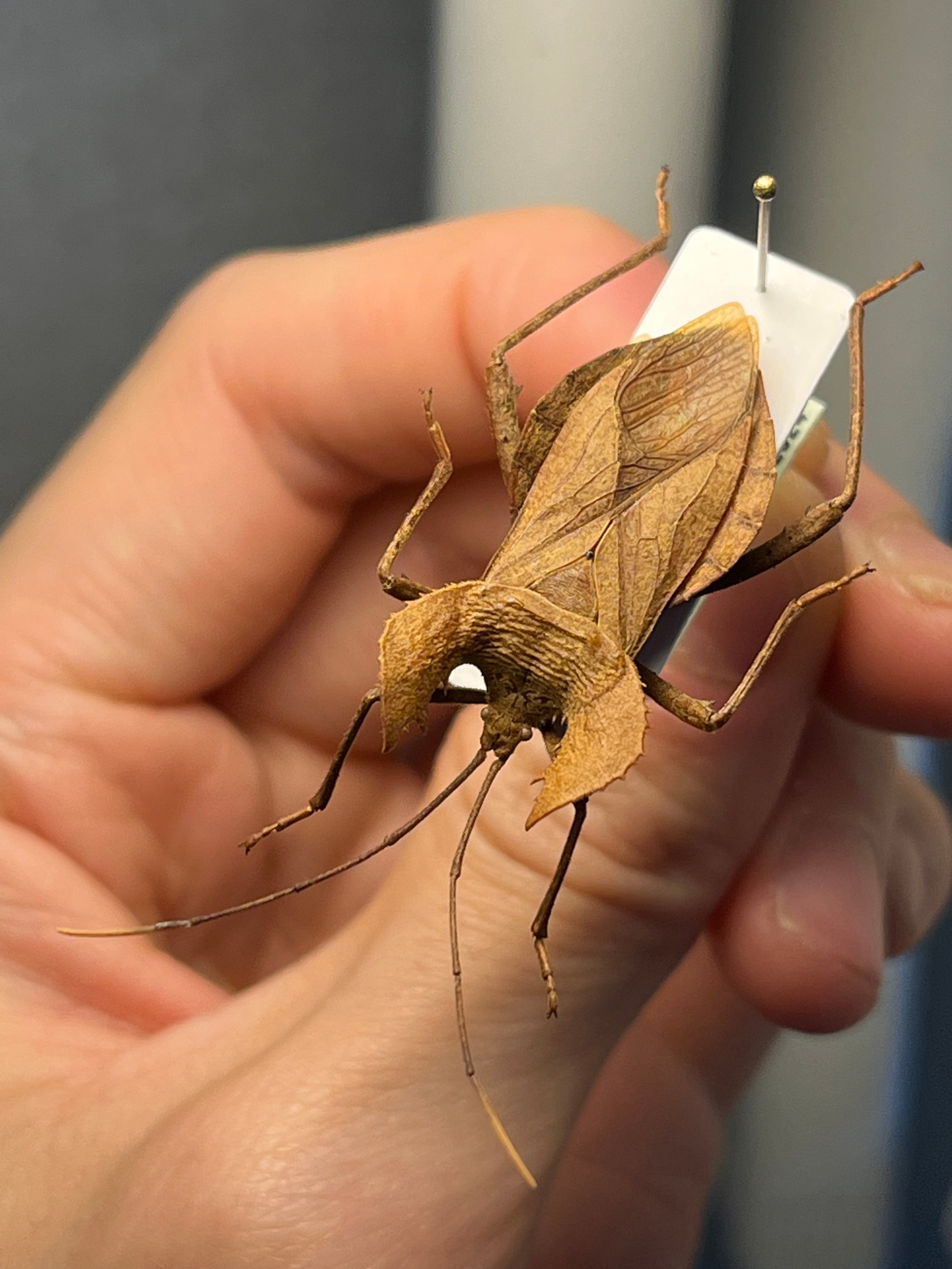 極美展足】オウサマヘリカメムシに酷似のカメムシ サシガメ甲虫昆虫