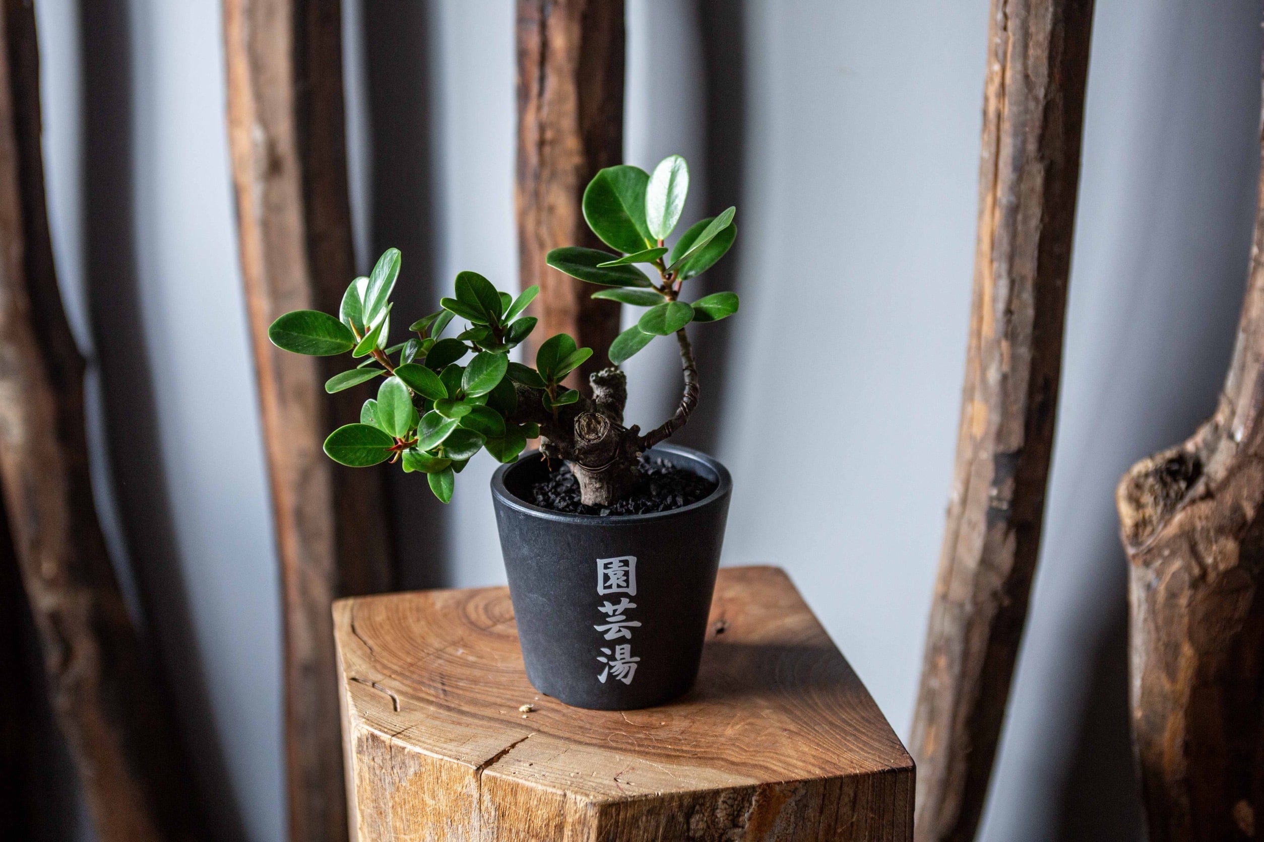 【琉球盆栽】Ficus microcarpa【古木ガジュマル】