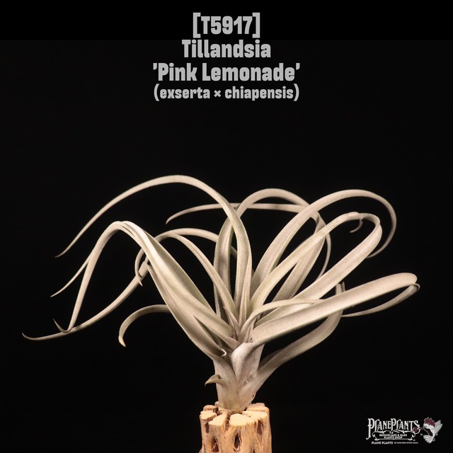 【送料無料】pringlei × intermedia〔エアプランツ〕現品発送T5418
