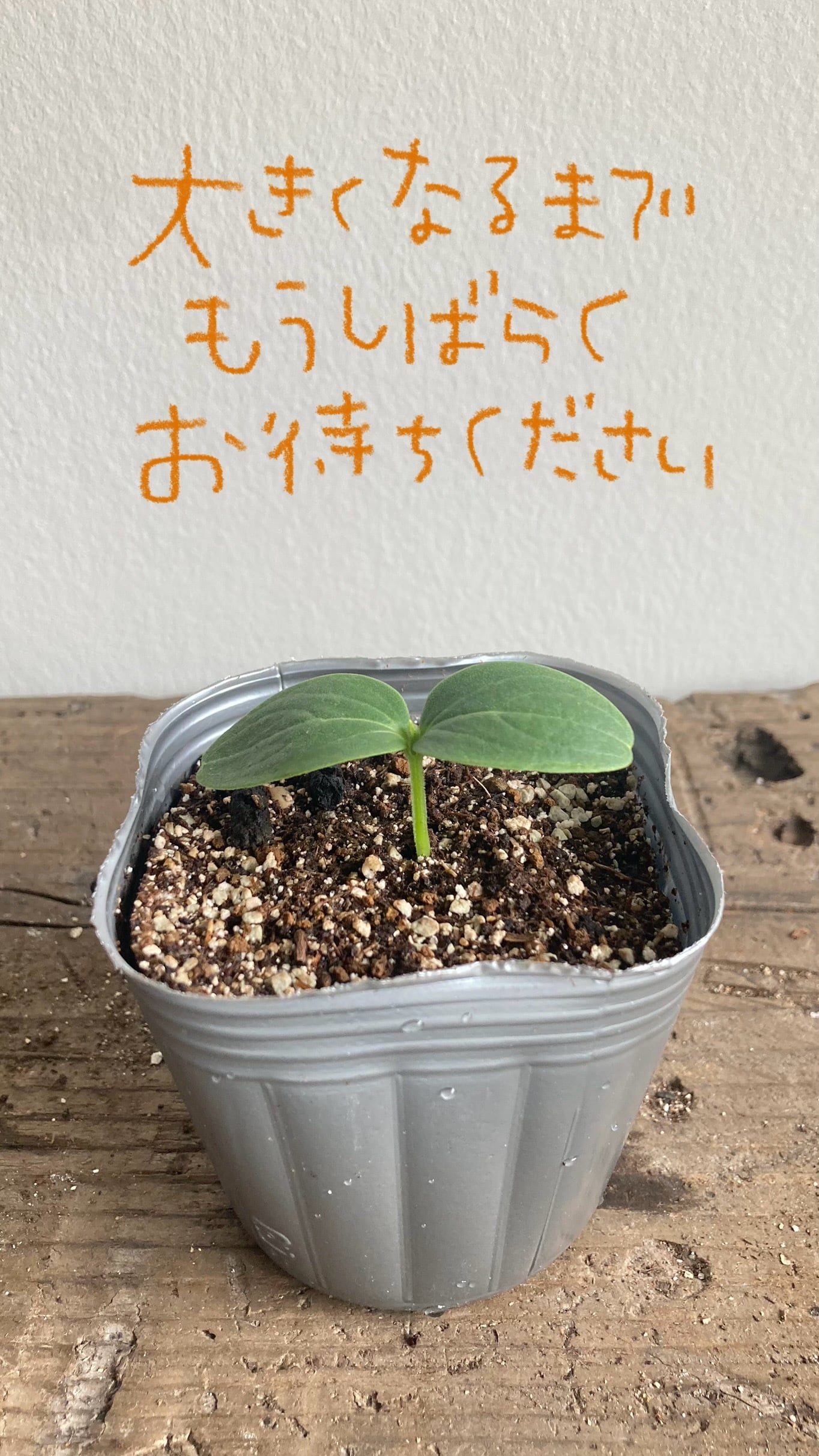 苗のお店
