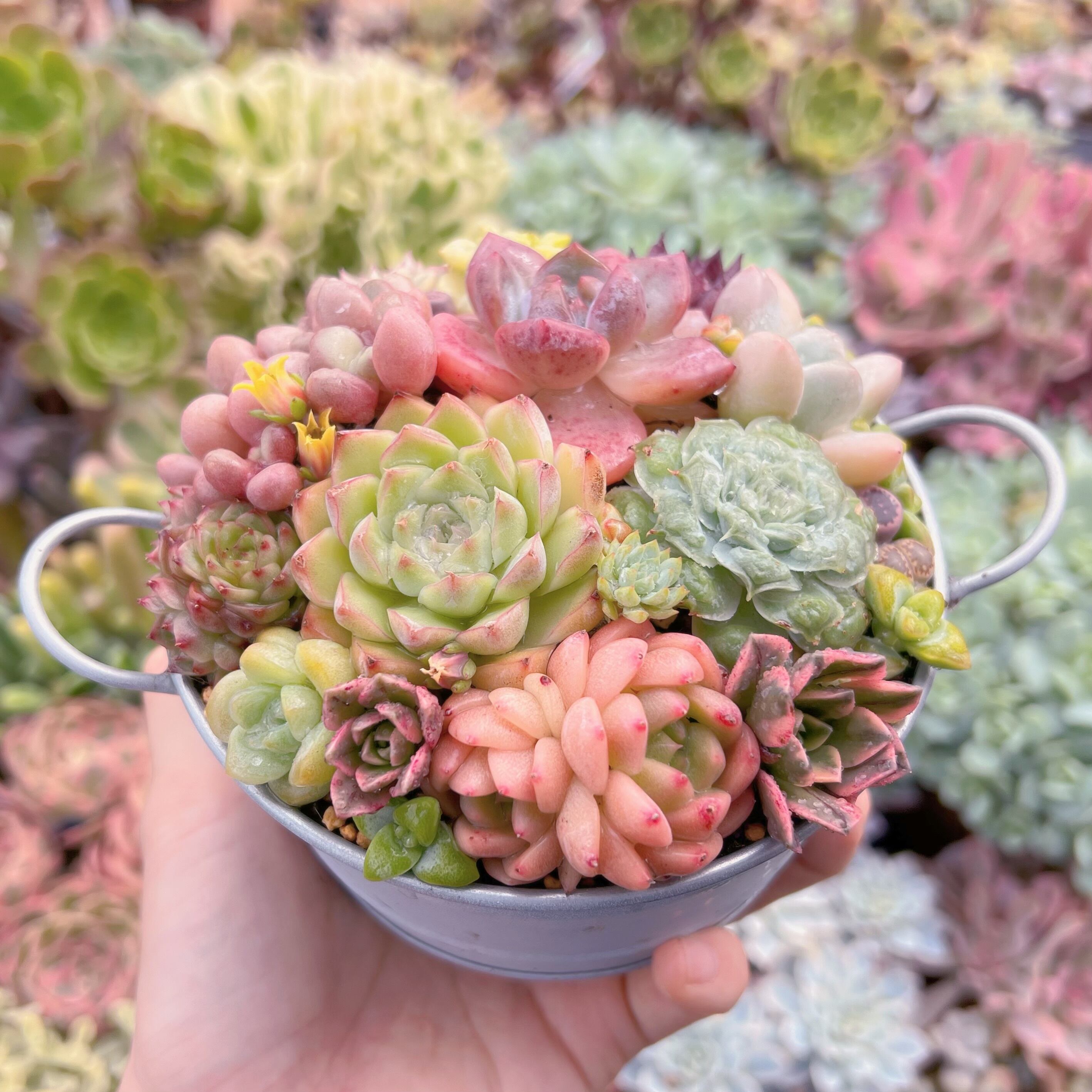 現物 寄せ植え鍋セット#613 るる農園 | るる農園~多肉植物専門