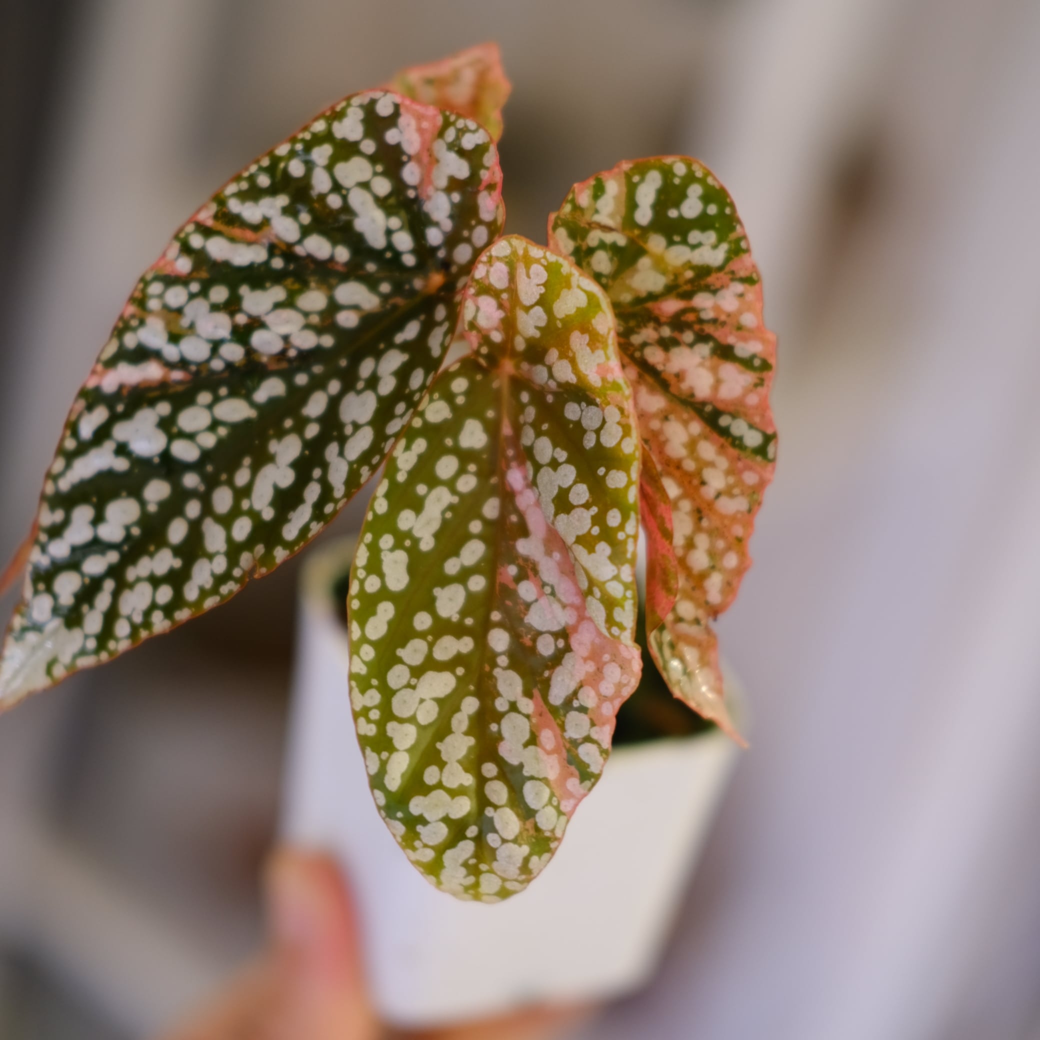 ベゴニア　スノーキャップ斑入り Begonia Snow Capped Variegata｜ベゴニア スノーキャップド 斑入り