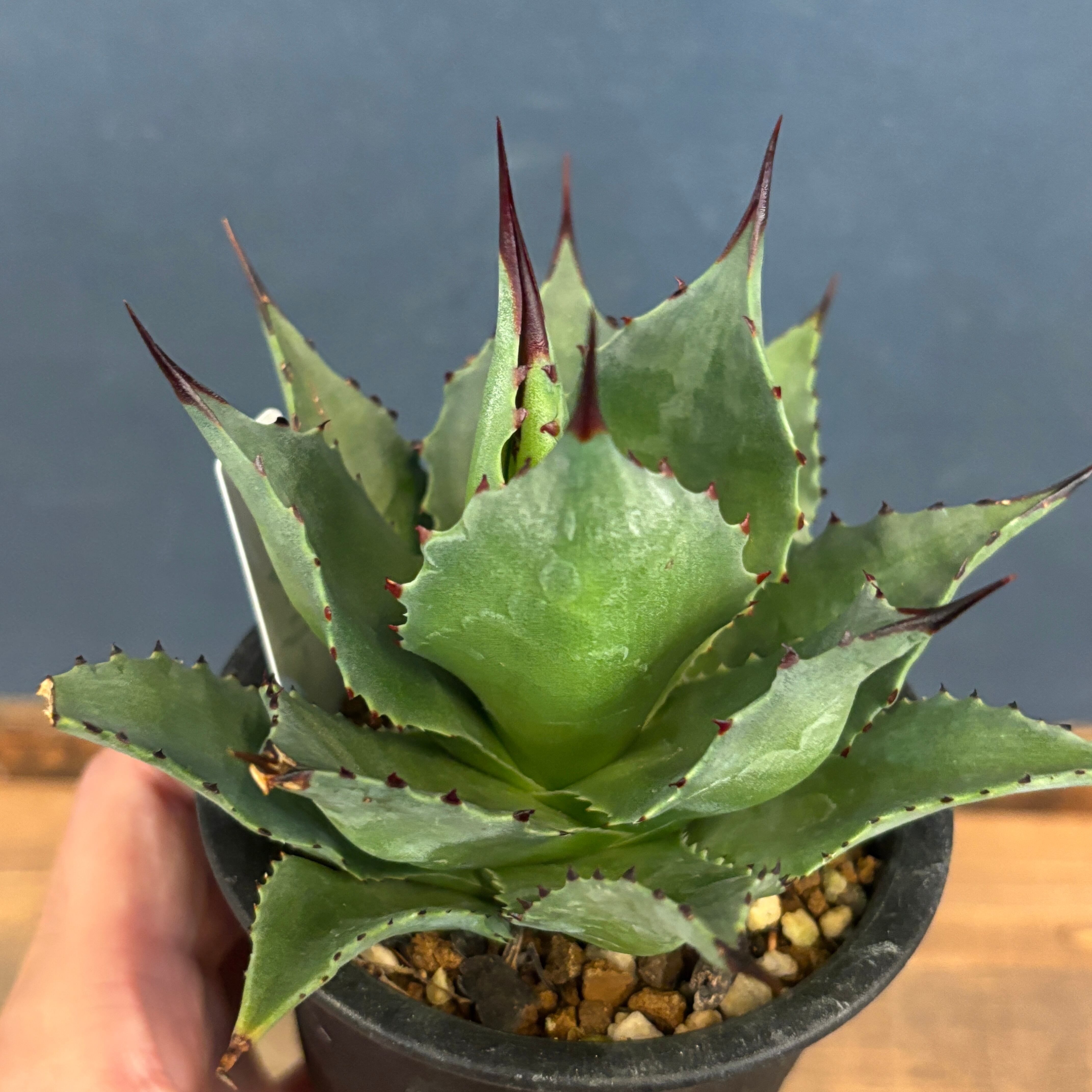 アガベ サロモニー【998】 | PROTOLEAF プロトリーフ