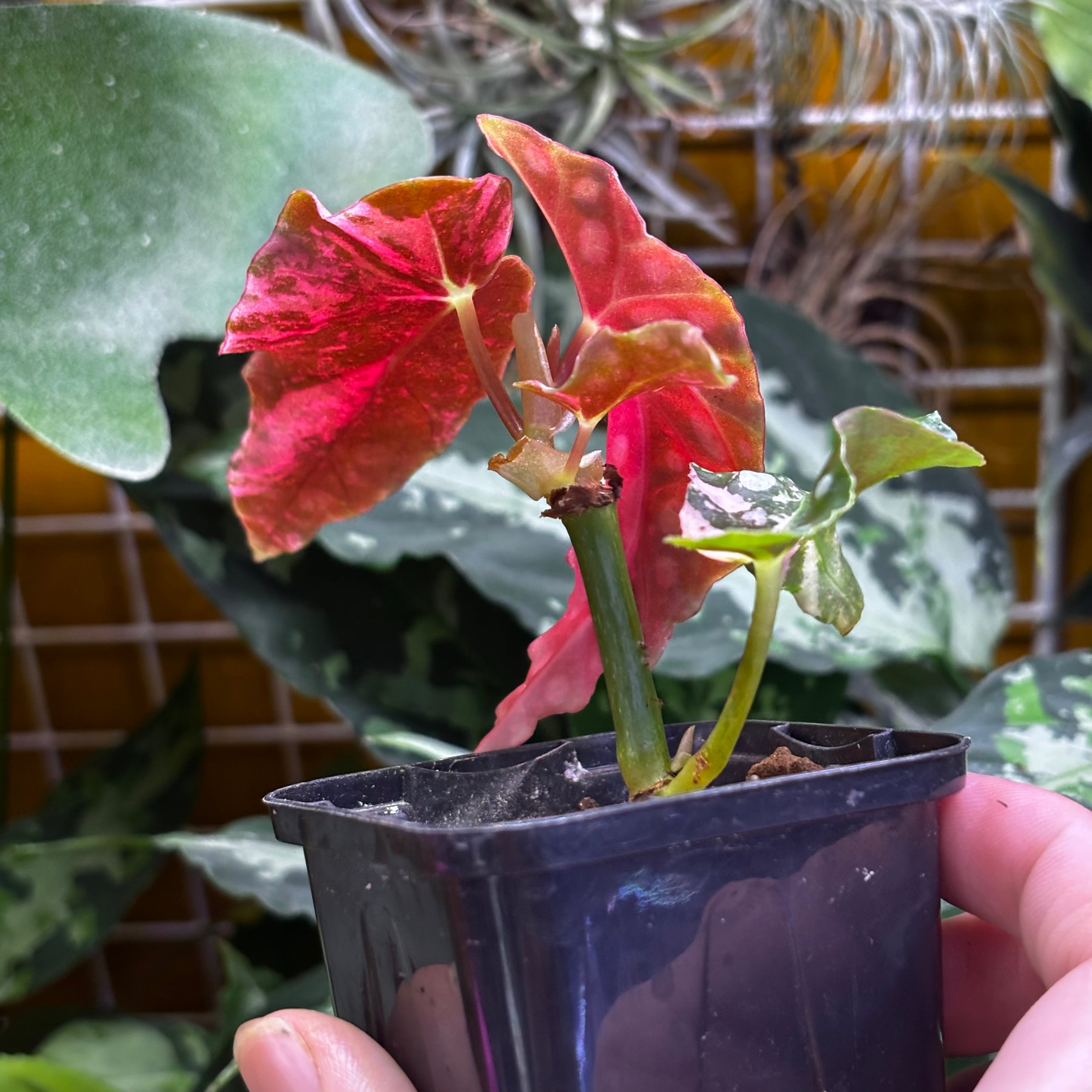 Begonia maculata 'Pink Variegated' | 熱帯雨林植物専門店 トイ吉園芸