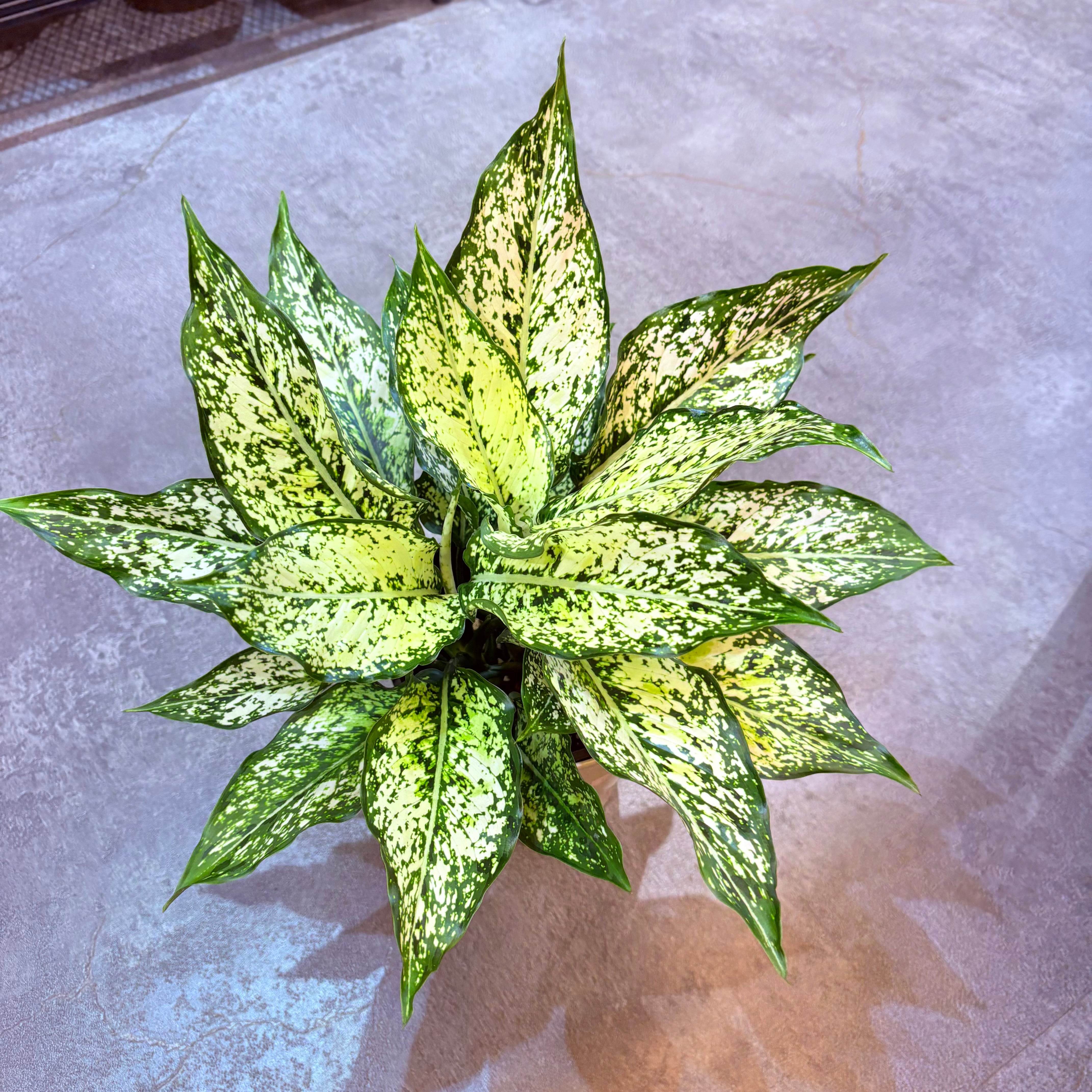 アグラオネマ タイスノーフレークス 5号【荒木植物園さん】 | Green