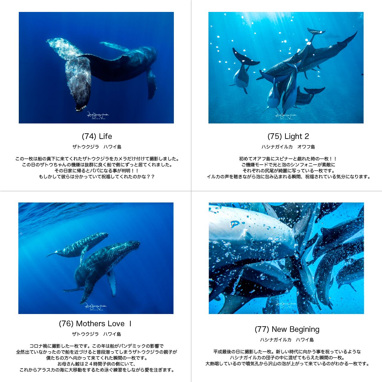 DOLPHIN EYES 写真パネル A2サイズ相当 イルカ・クジラ・ウミガメ
