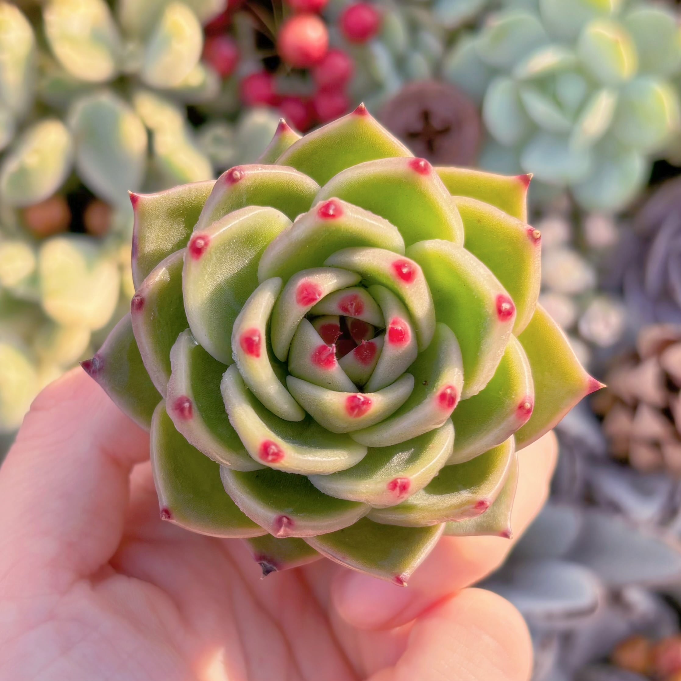 多肉植物 ブルードラゴン 新入荷 るる農園 | るる農園~多肉植物専門