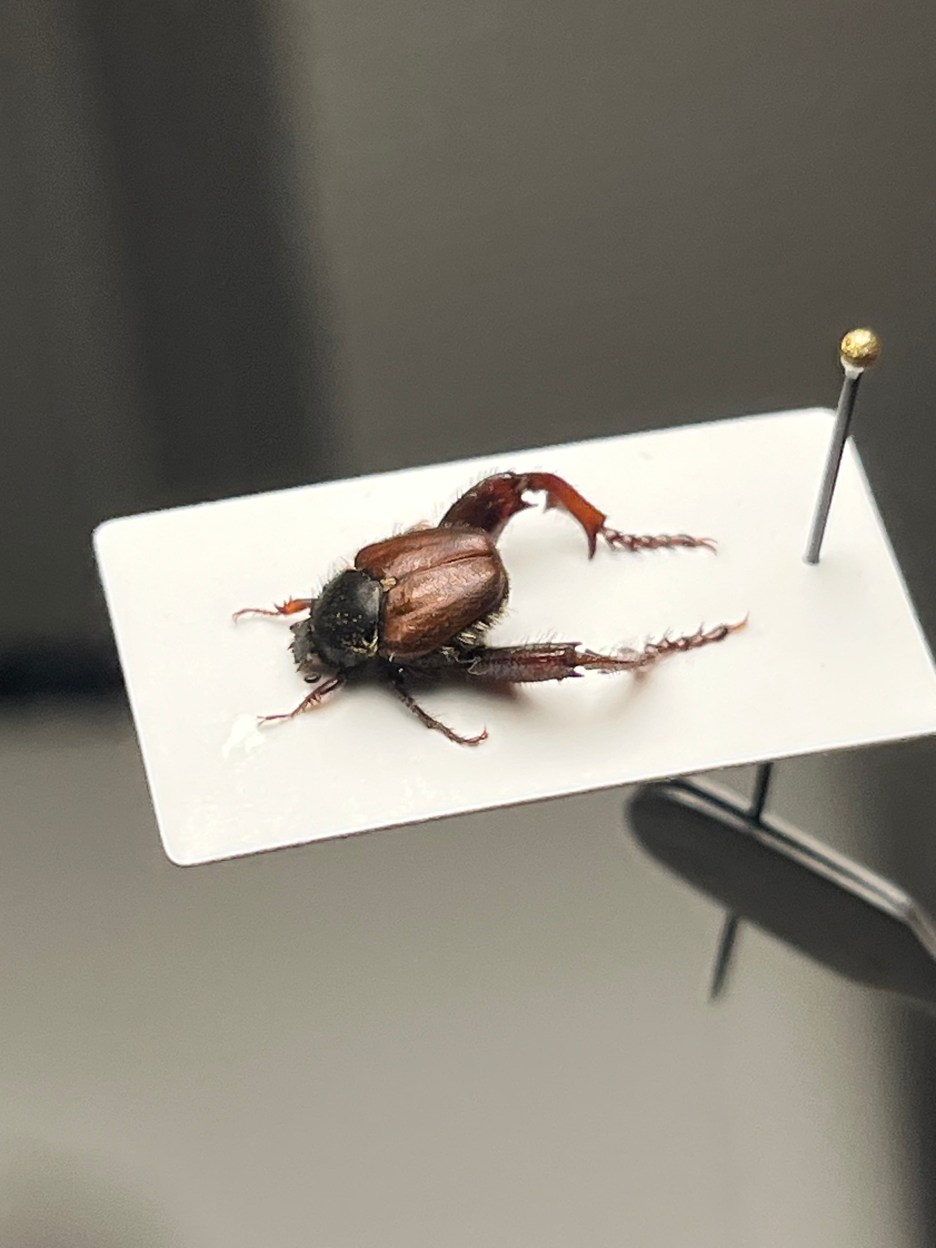 7mm】南アフリカのアシナガコガネ 標本 プラチナコガネ ウグイスコガネ
