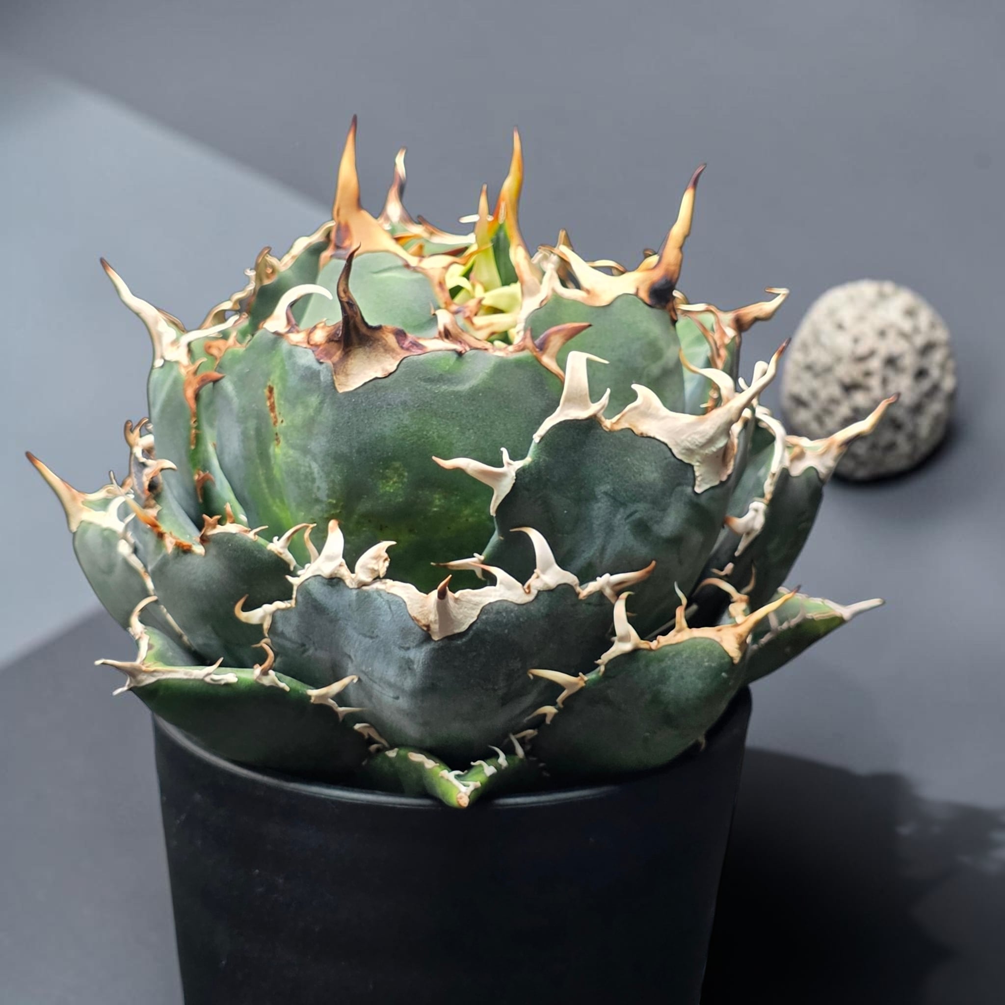 アガベ チタノタ 白鯨 (Agave titanota 'Hakugei') | BRIDGE GARDEN
