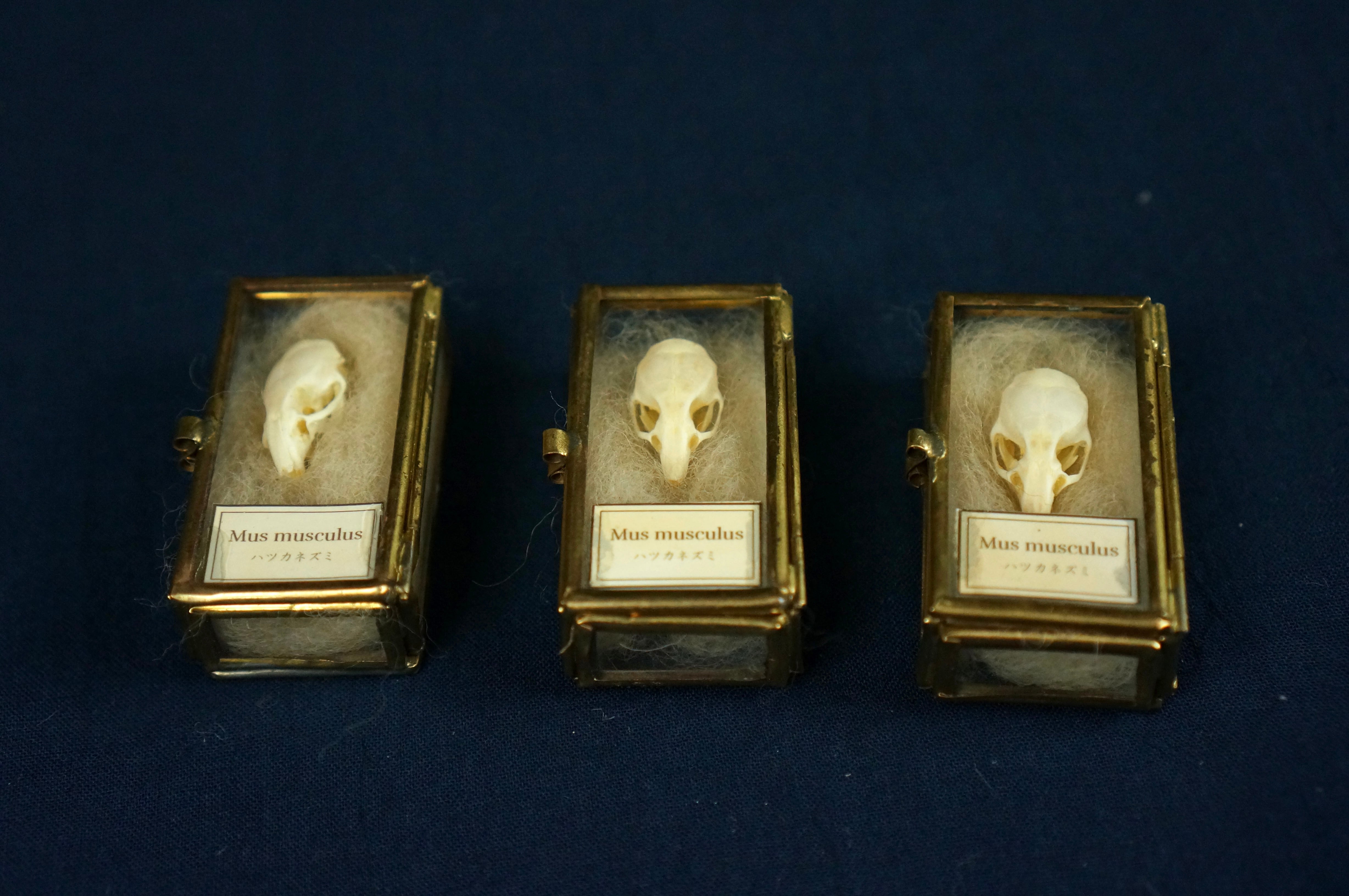 ネズミの頭骨 | 骨屋