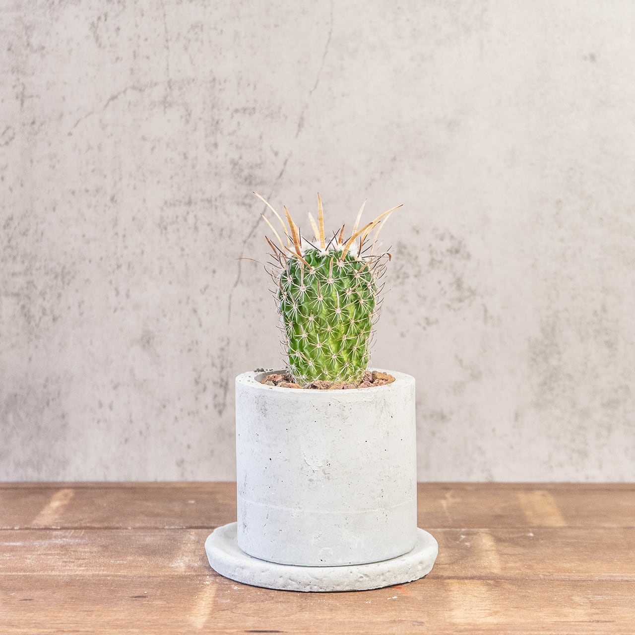 エレクトセントルス｜クラウン状のトゲ飾りが特徴的なインテリアサボテン【一点物／手づくりモルタル鉢】