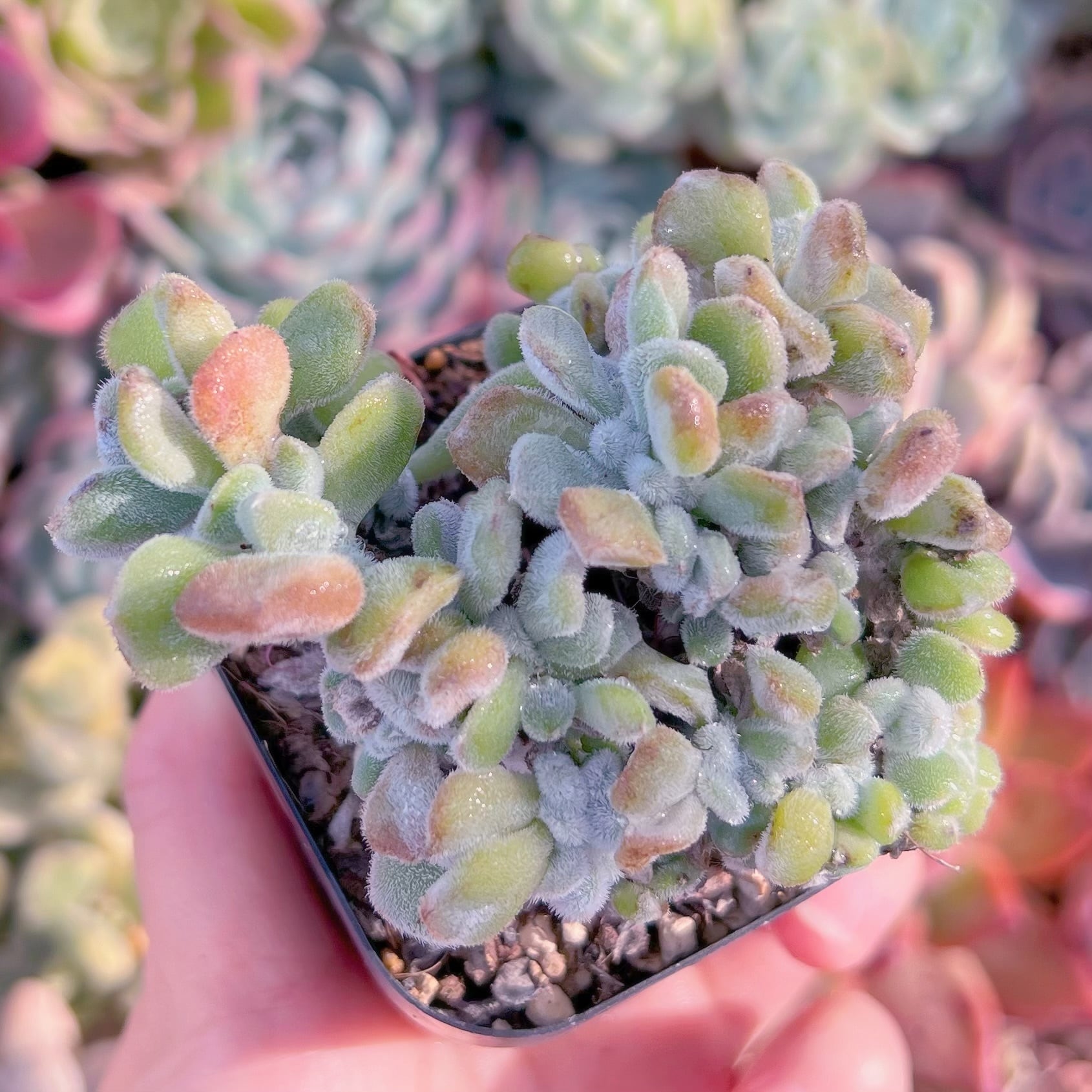 現品　雪錦星#641　るる農園