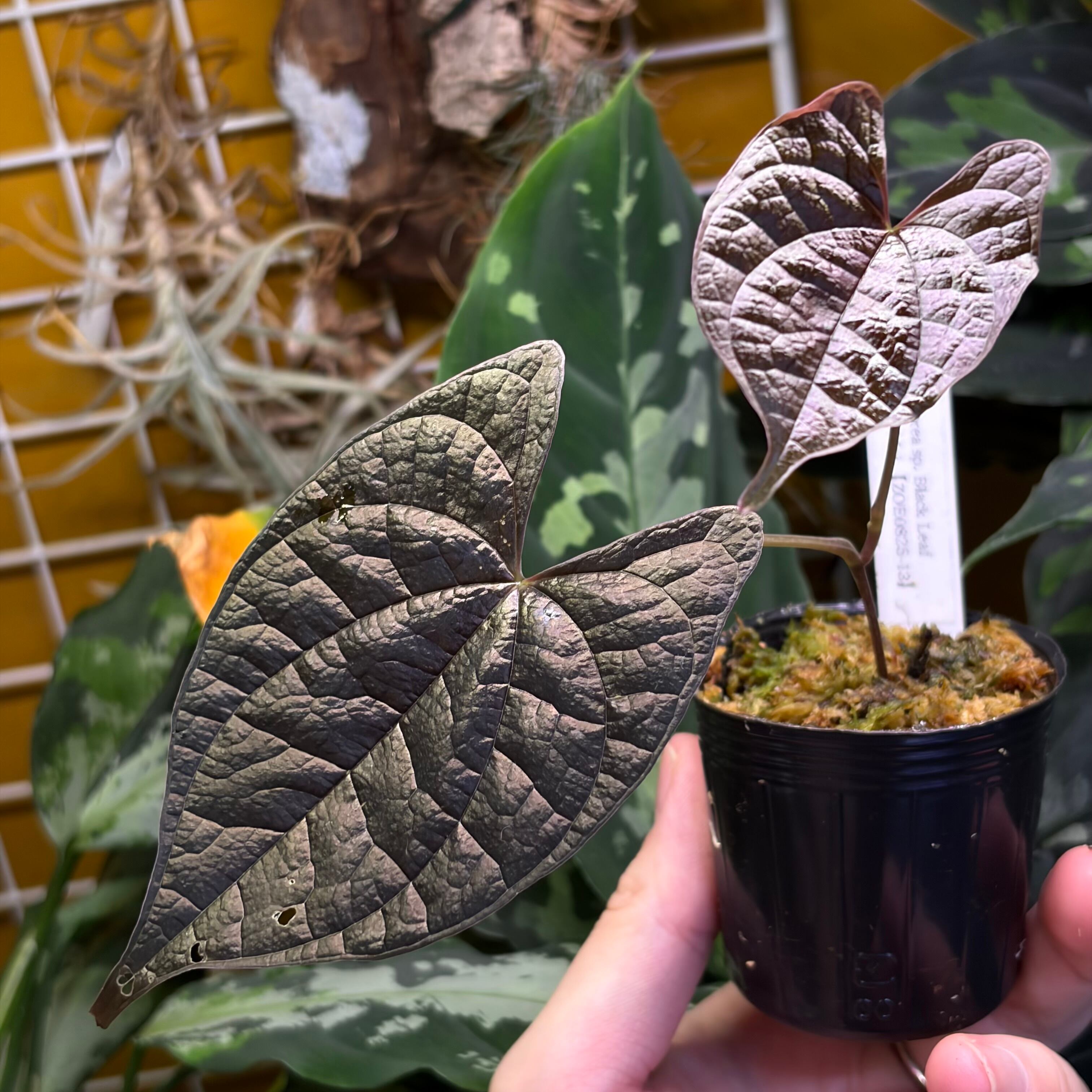 Begonia sp.Sumpur TK031117 原種ベゴニア TK便 | 熱帯雨林植物専門店