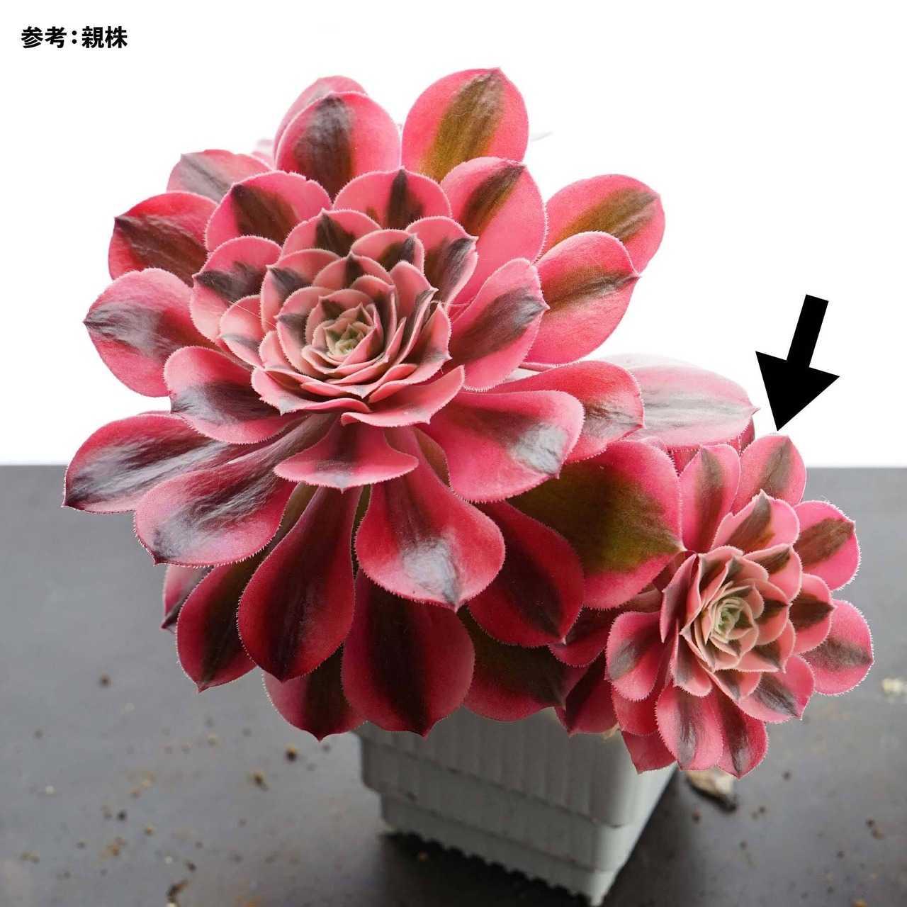 抜き苗 ピンクウィッチ Aeonium 'Pink Witch'