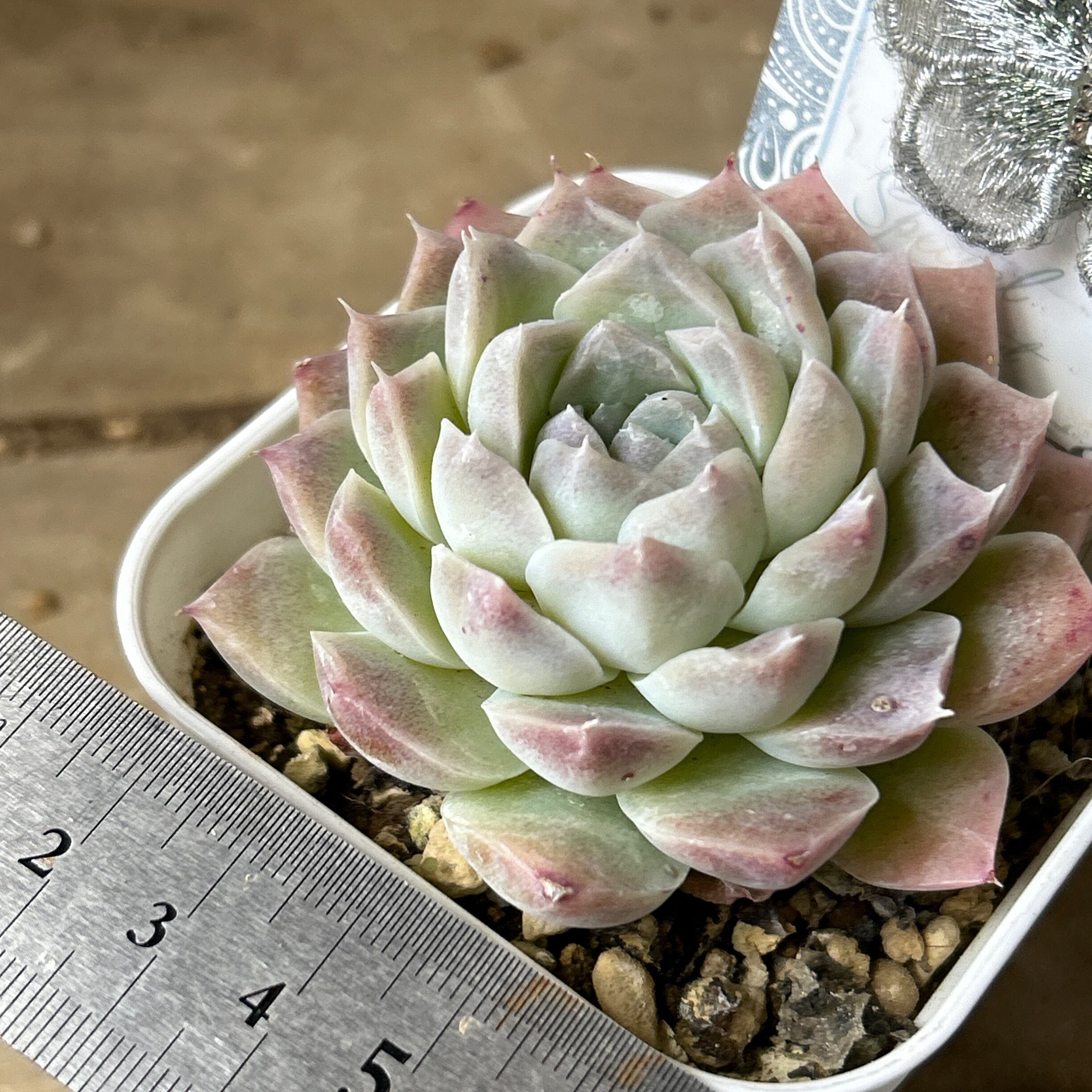 多肉植物  ❤️エボニー ジゼル ❤️吉赛尔❤️ 1大頭12cm!拔き苗！ Yahoo!オークション - 「多肉植物 エケベリア エボニー」花、園芸の フラワー・ガーデニング