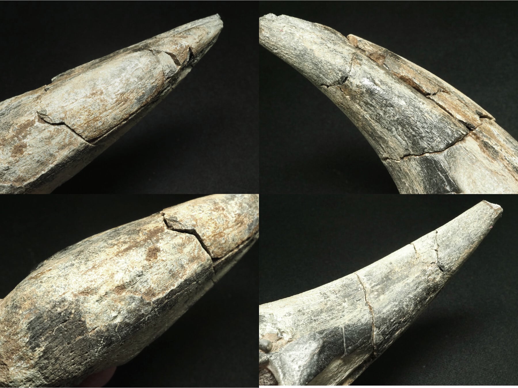 博物館級！アフロベナトルの爪【Afrovenator abakensis】【312 g