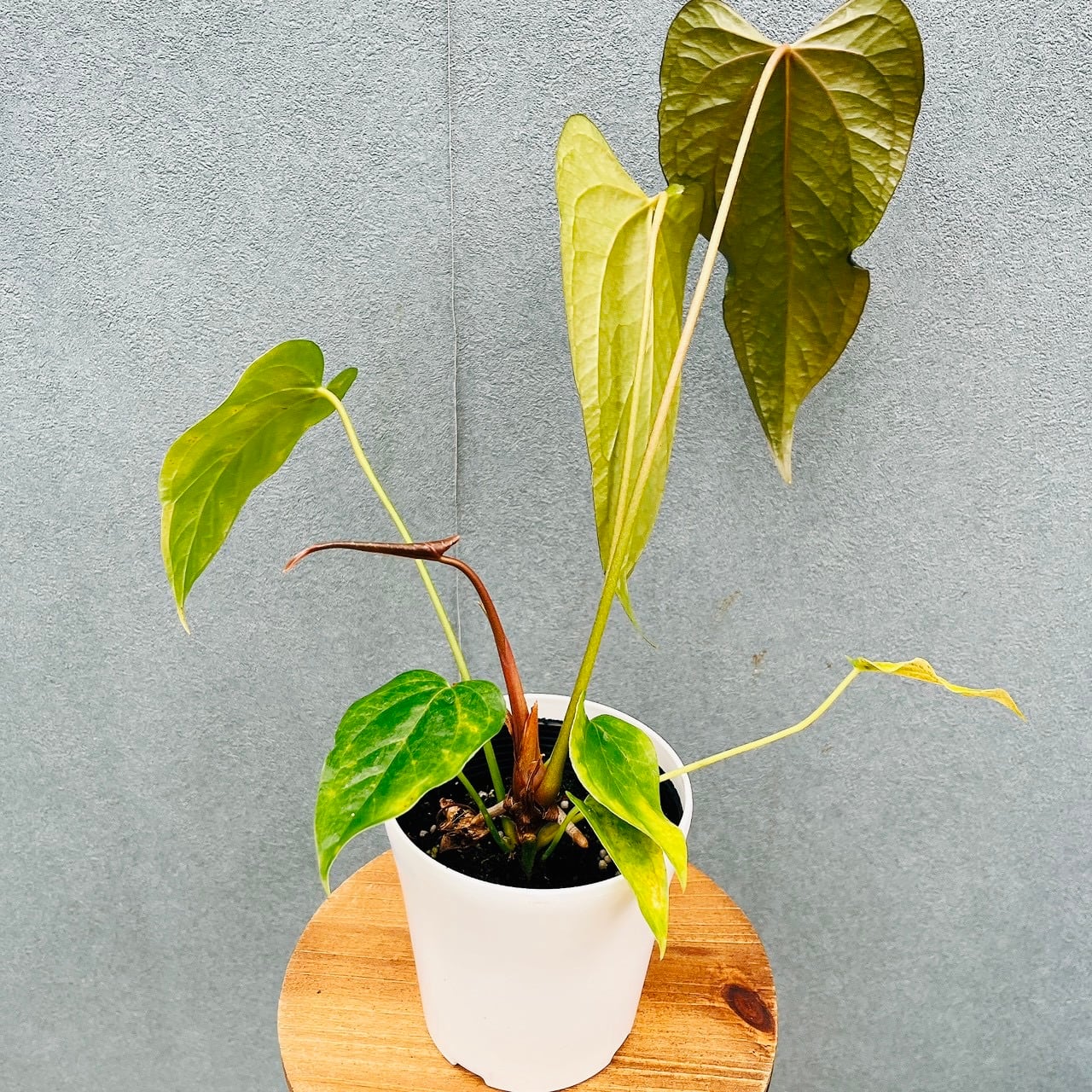 現品］【希少】20番 アンスリウム クイーンオブハート 4号 観葉植物
