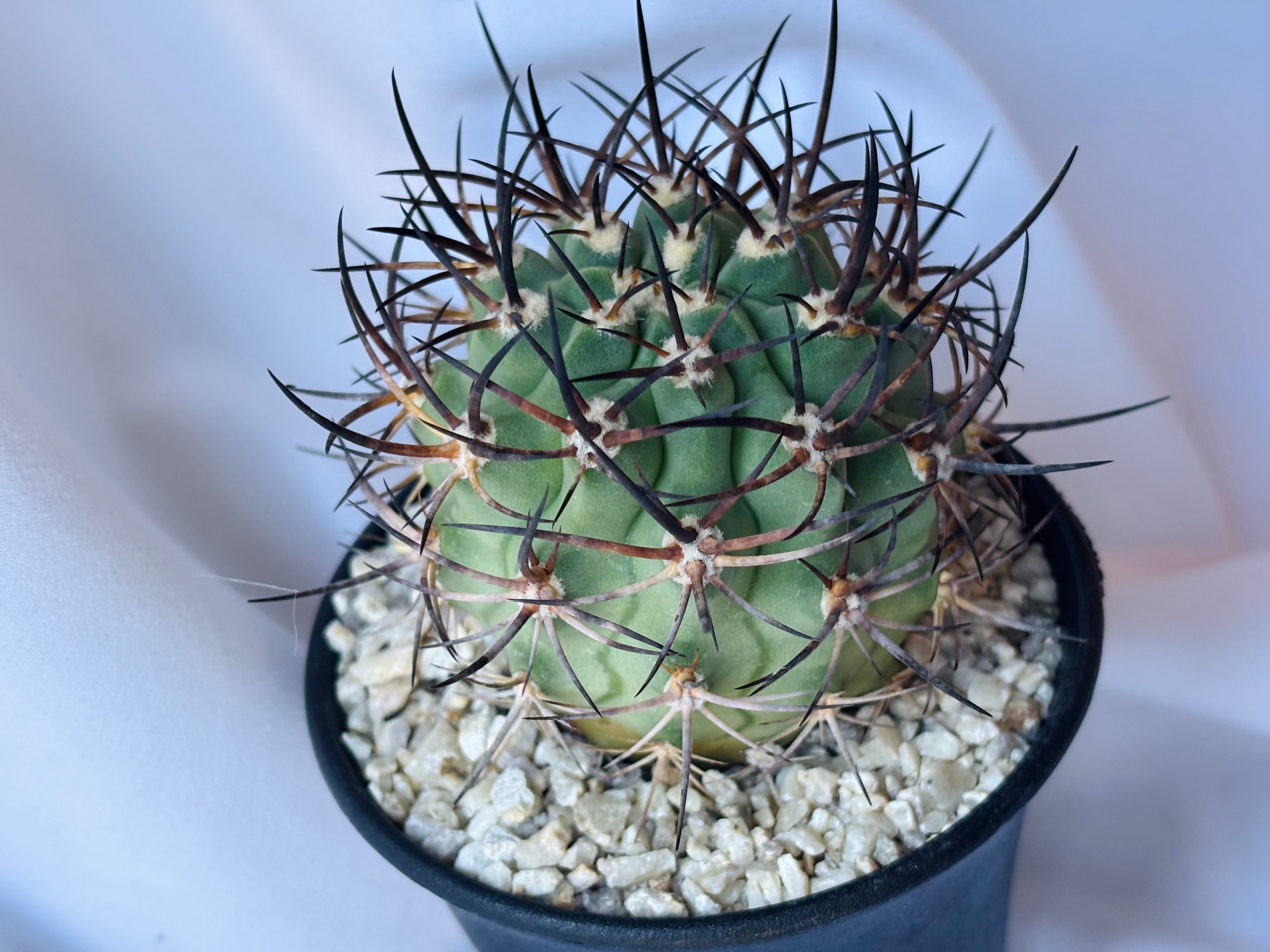 Eriosyce ihotzkyanae エリオシケ 五百津玉 サボテン | plants MARU