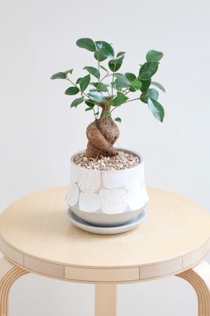 【M】ガジュマル/Ficus microcarpa