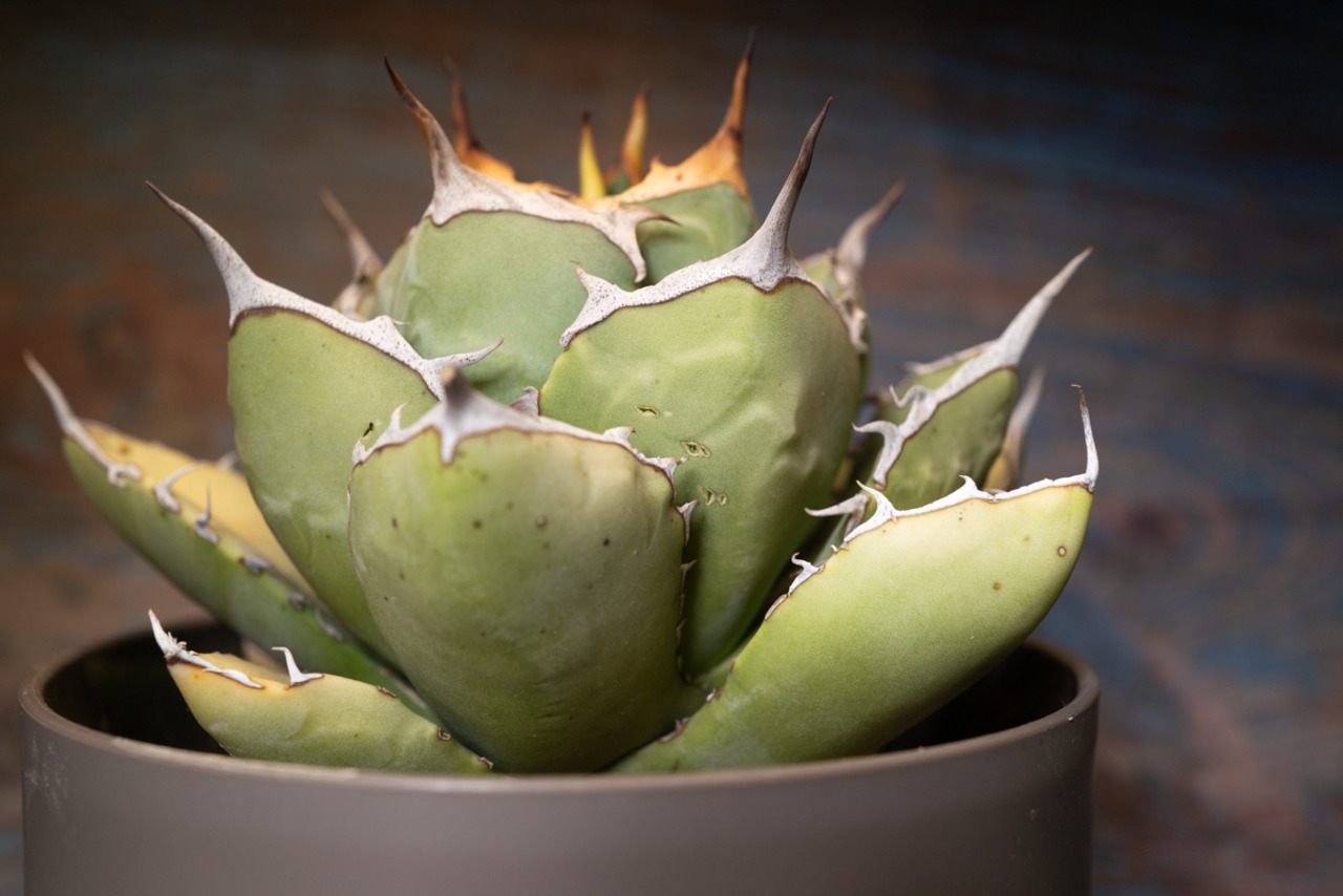 アガベ チタノタ ノーネーム① 子株付き 画像5