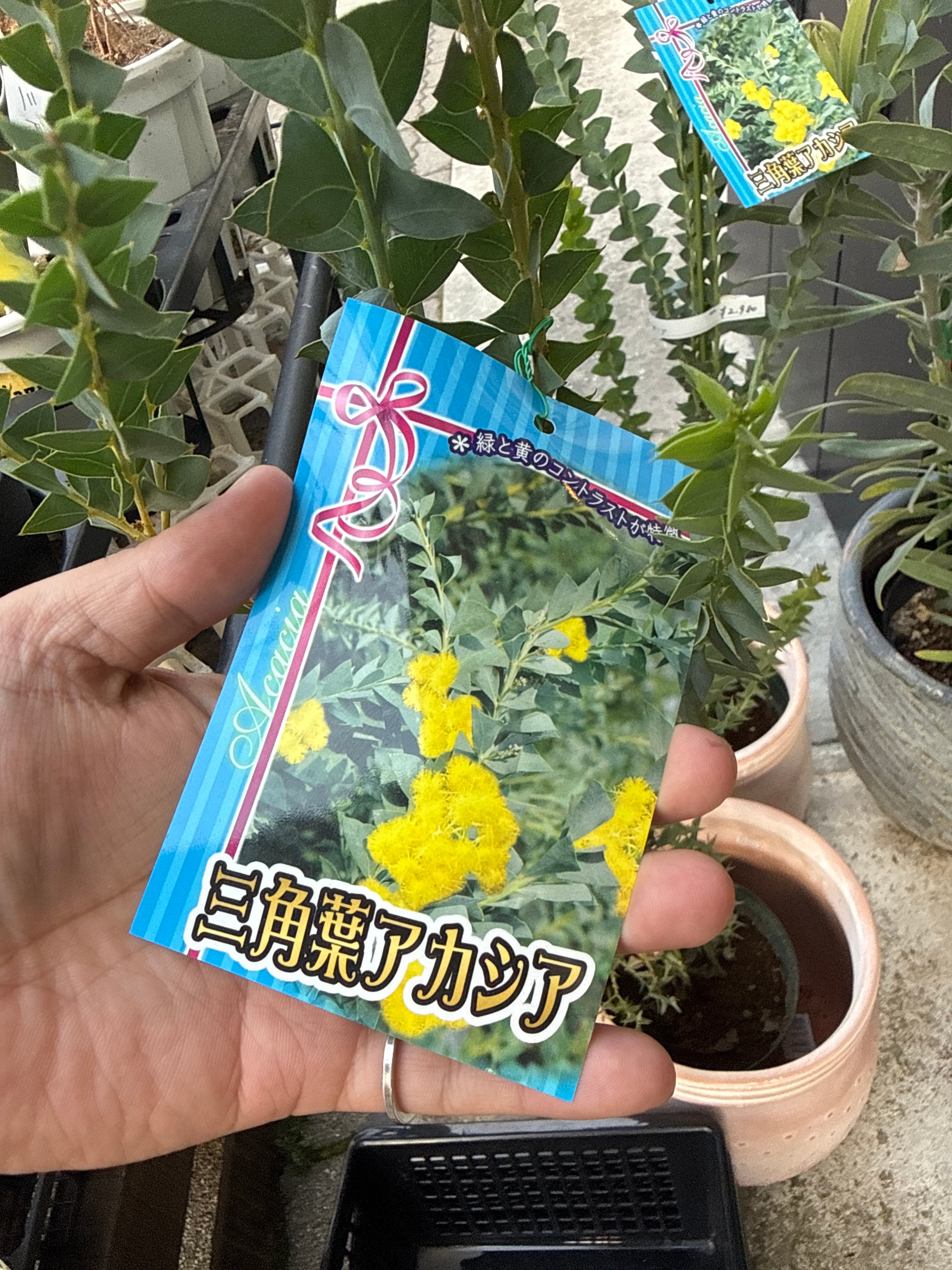 三角葉 アカシア | Gardenえん 【観葉熱帯植物】