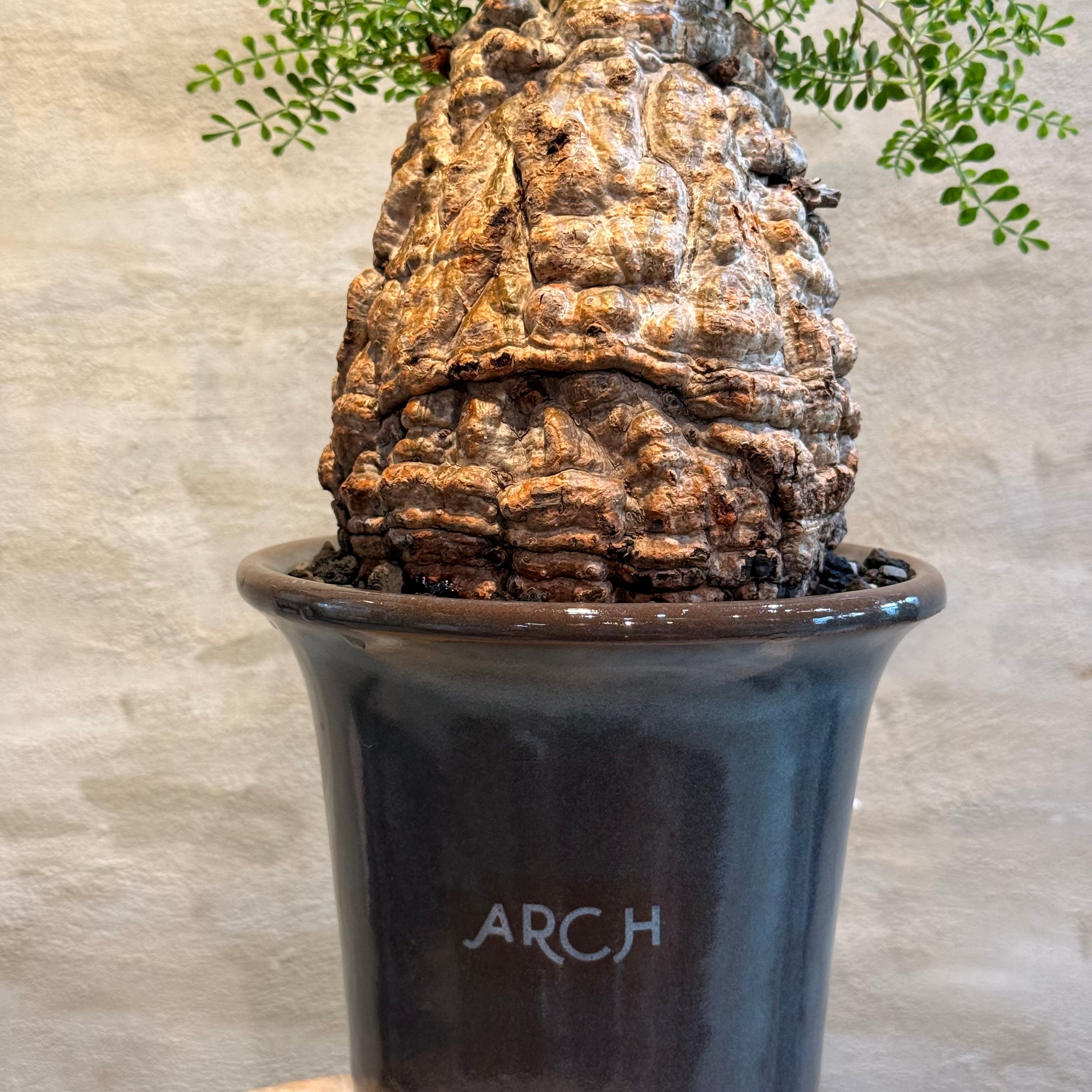 送料無料！【植物】オペルクリカリア パキプス 発根済み現地株×ARCH
