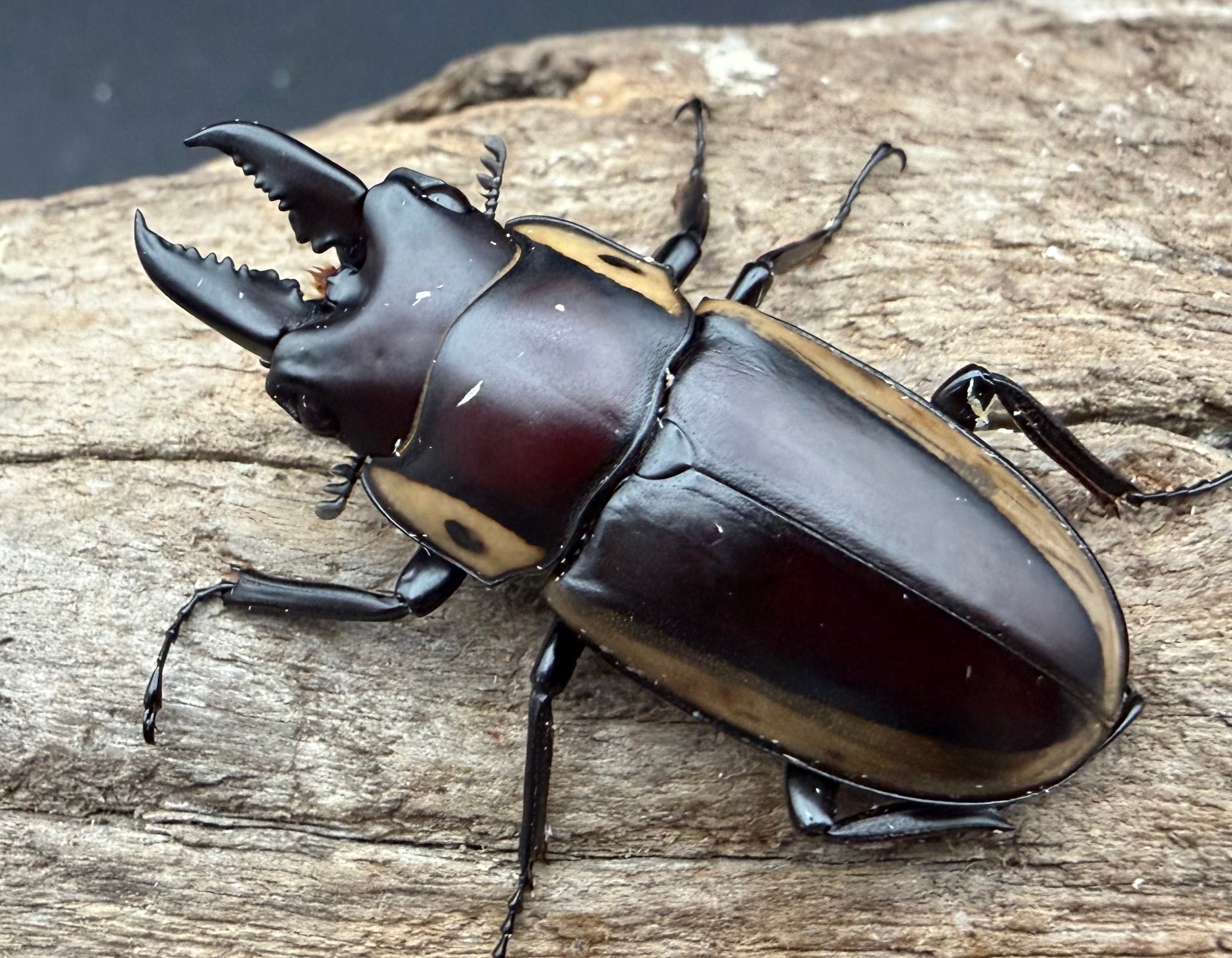 ノコギリクワガタの仲間 | KPW公式オンラインショップ