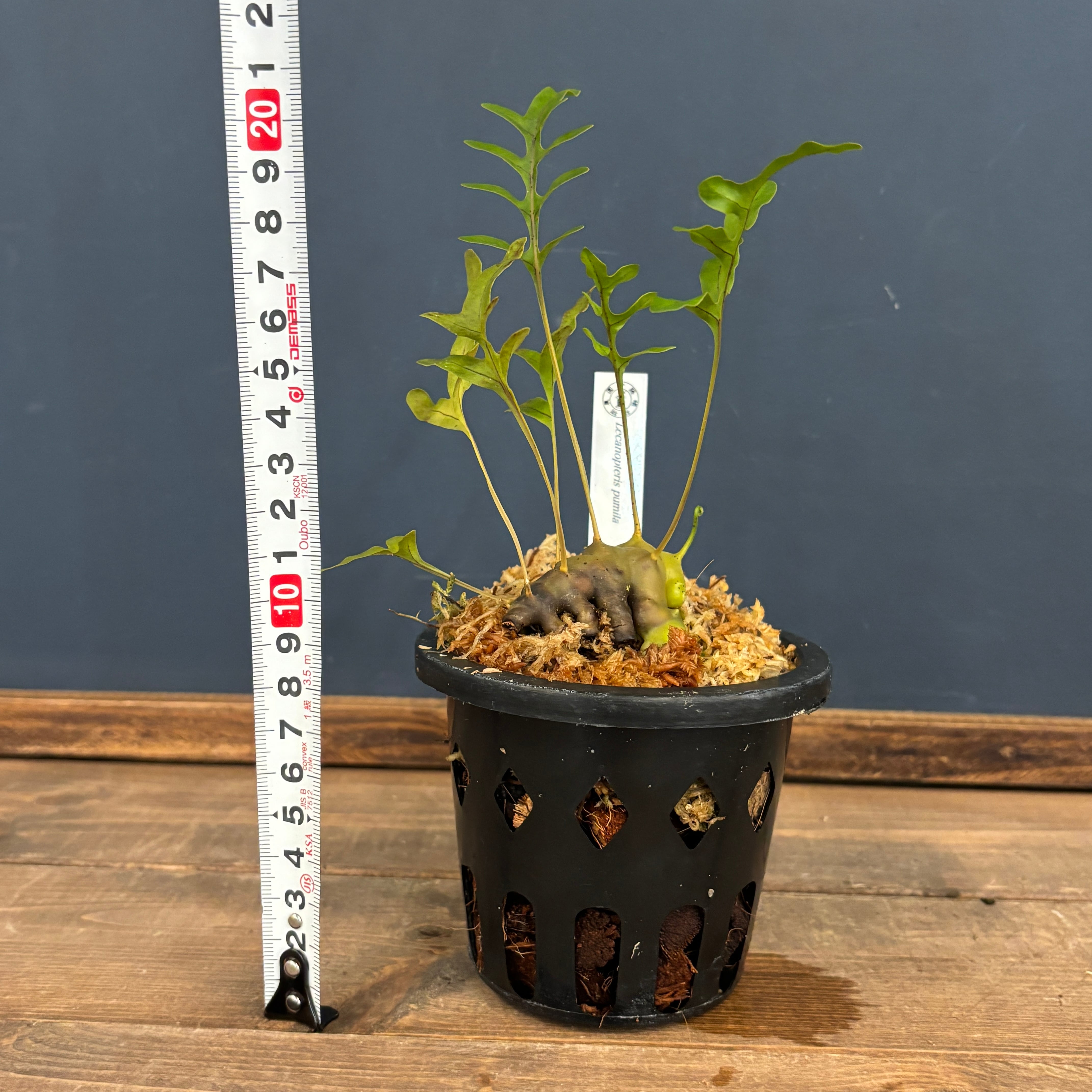 レカノプテリス pumila【515】 | PROTOLEAF プロトリーフ