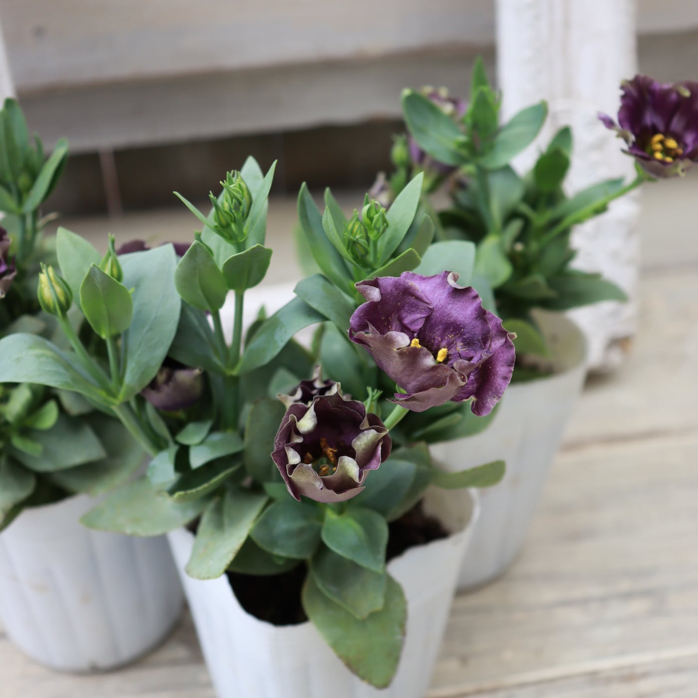 トルコギキョウ苗『プッチーノ プルーン』｜深みのあるアンティーク