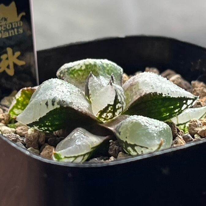 ハオルチア 氷皇③ | mocono_plants