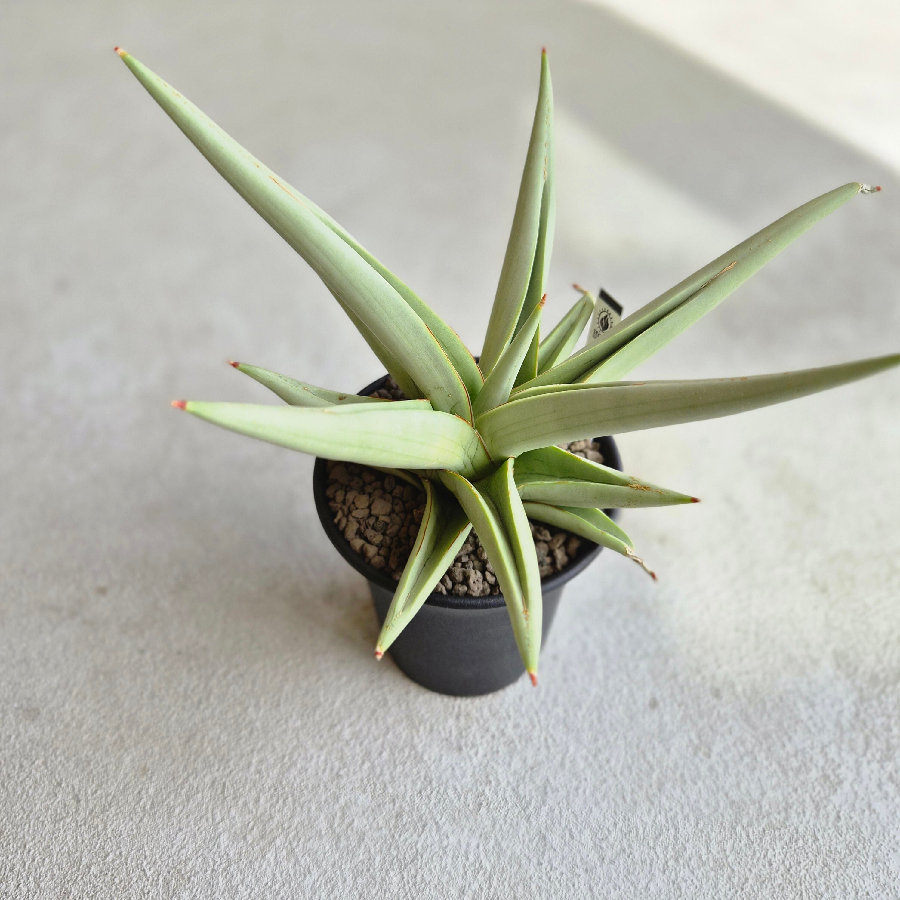 サンスベリア・カタナ 斑入り（Sansevieria Katana Variegated