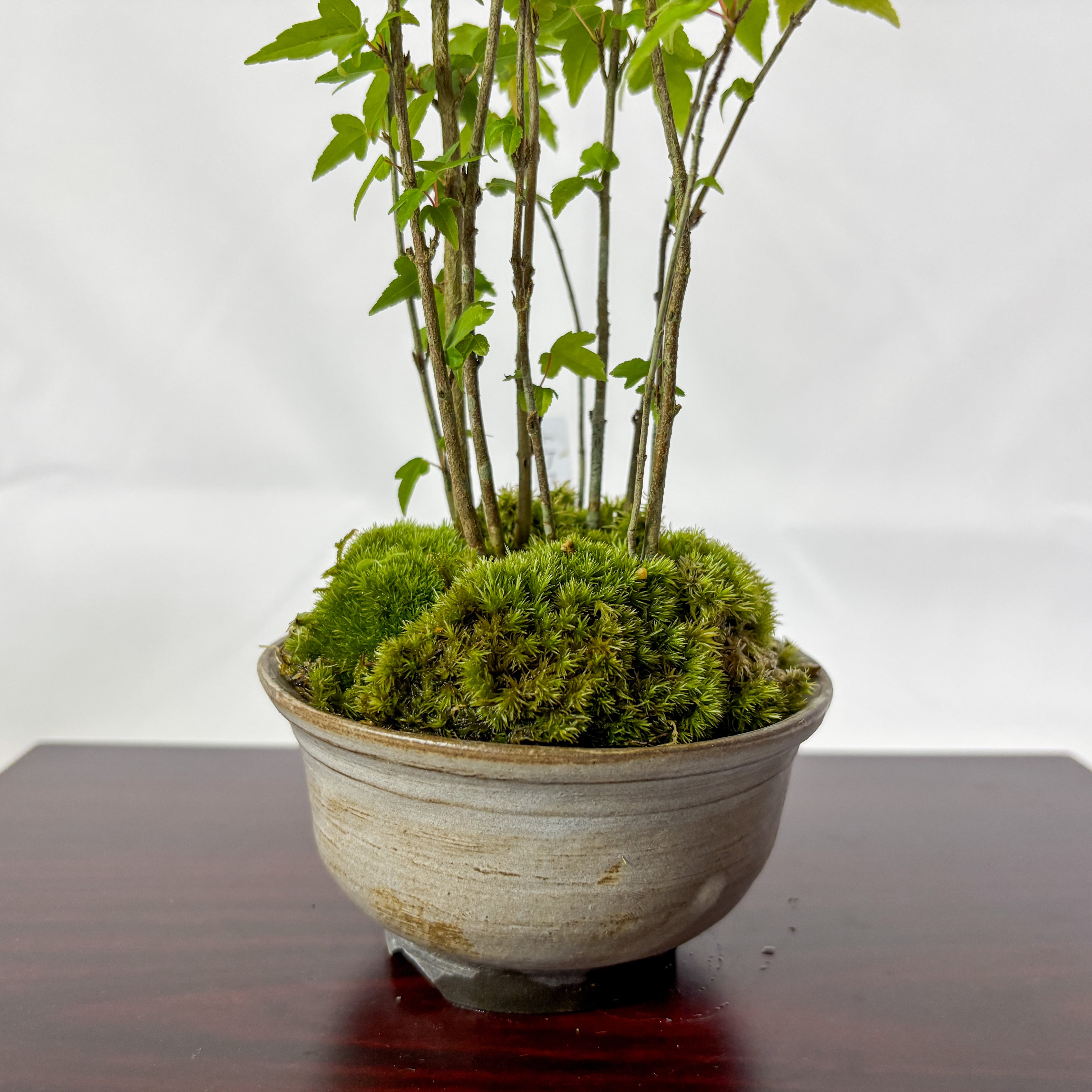 唐楓／トウカエデ盆栽（NA-003） | 和の暮らし盆栽店 | 公式オンライン