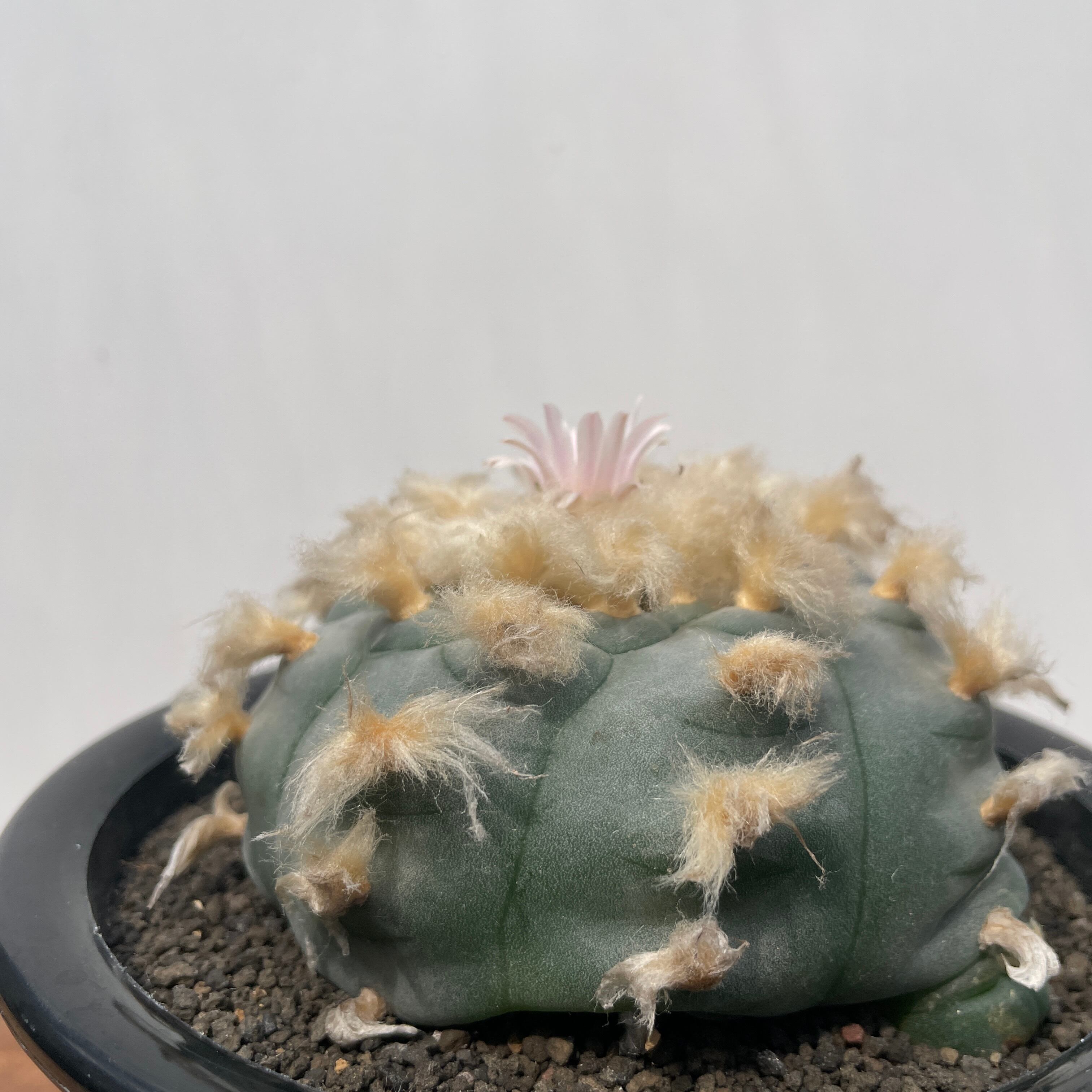 Lophophora williamsii 'texana'【ロフォフォラ・テキサーナ・実生