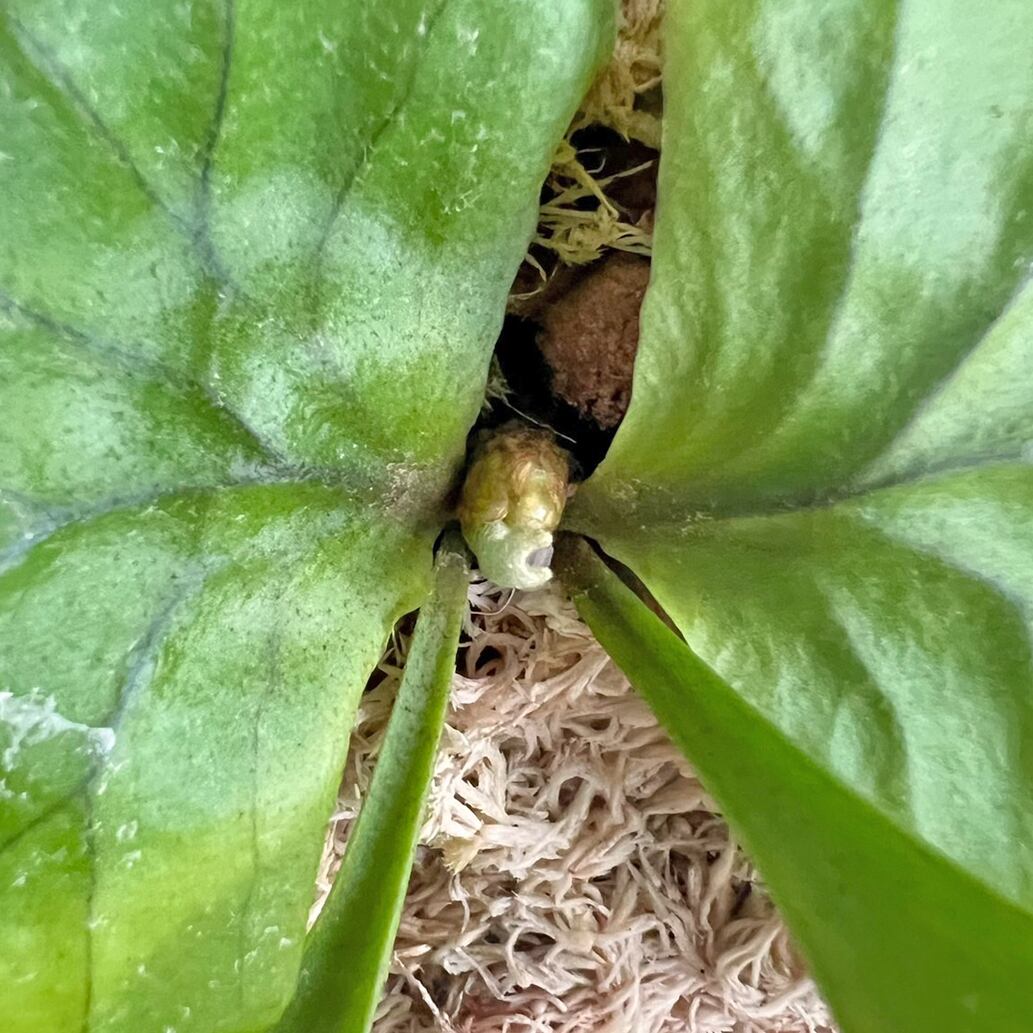 ビカクシダ リドレイ 着生板中plusサイズ 板付 【観葉植物 壁掛け