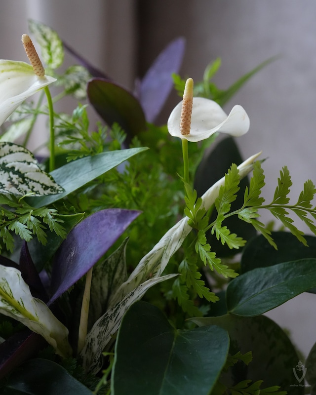 【観葉植物苗セット】スキンダプサスとトラディスカンチアのシンプル寄せ植えセット