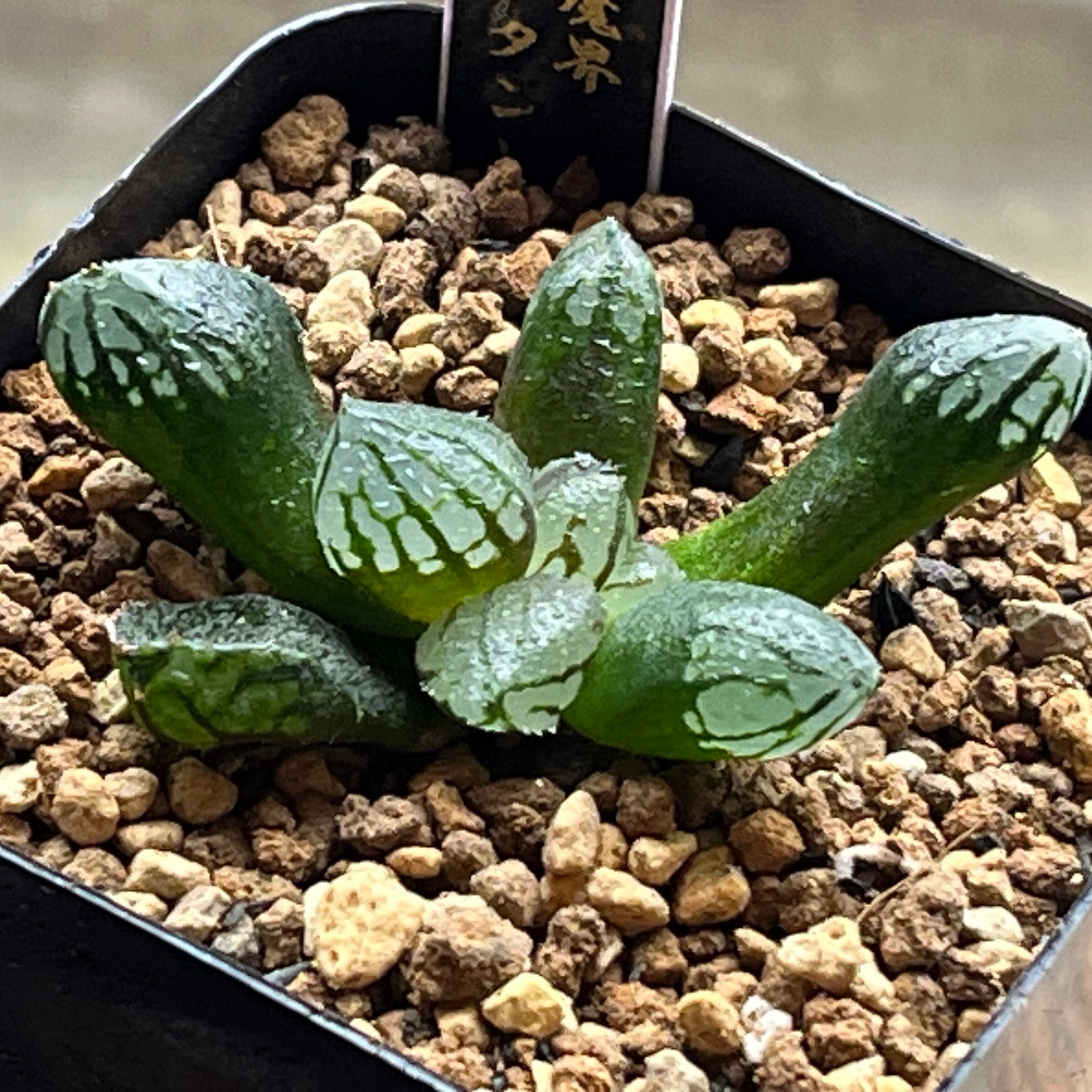 ハオルチア 三仙寿錦 | mocono_plants