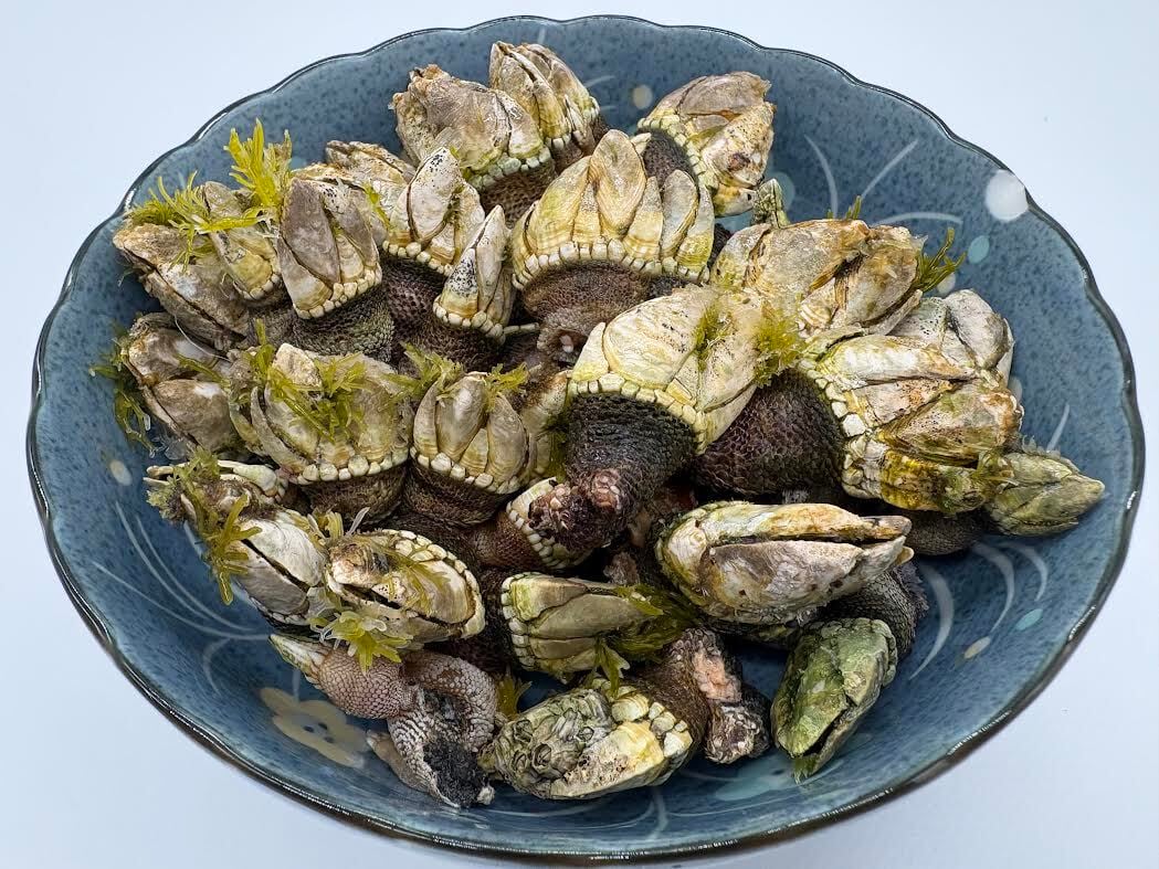 亀の手（かめのて）400g | 壱岐 本尾海産