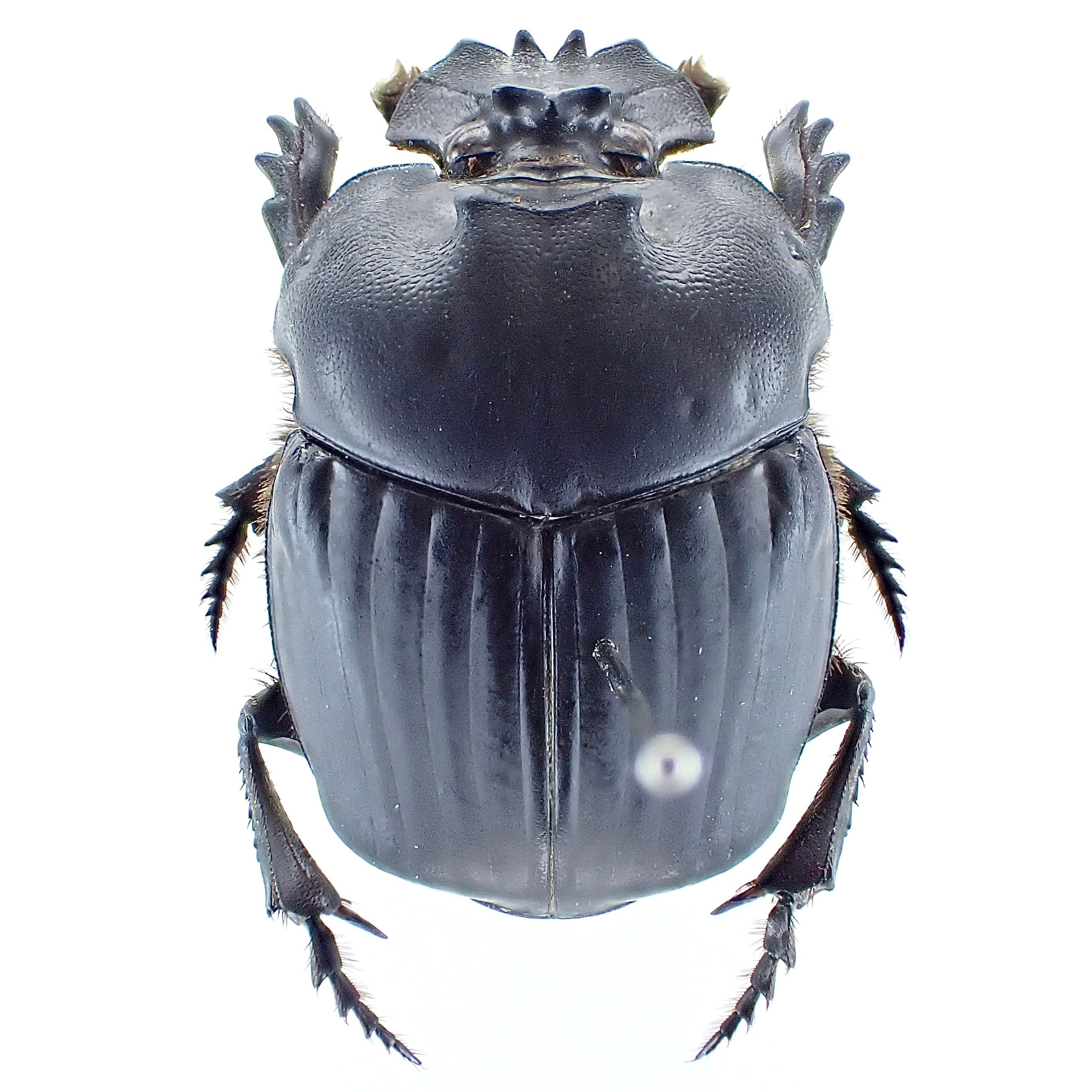 ボリビア産 Coprophanaeus telamon ♂♀ 23mm/22mm | 昆虫標本 Diggers