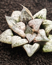 カット苗 ハオルチア 花葵 Haworthia 'Hana Aoi'