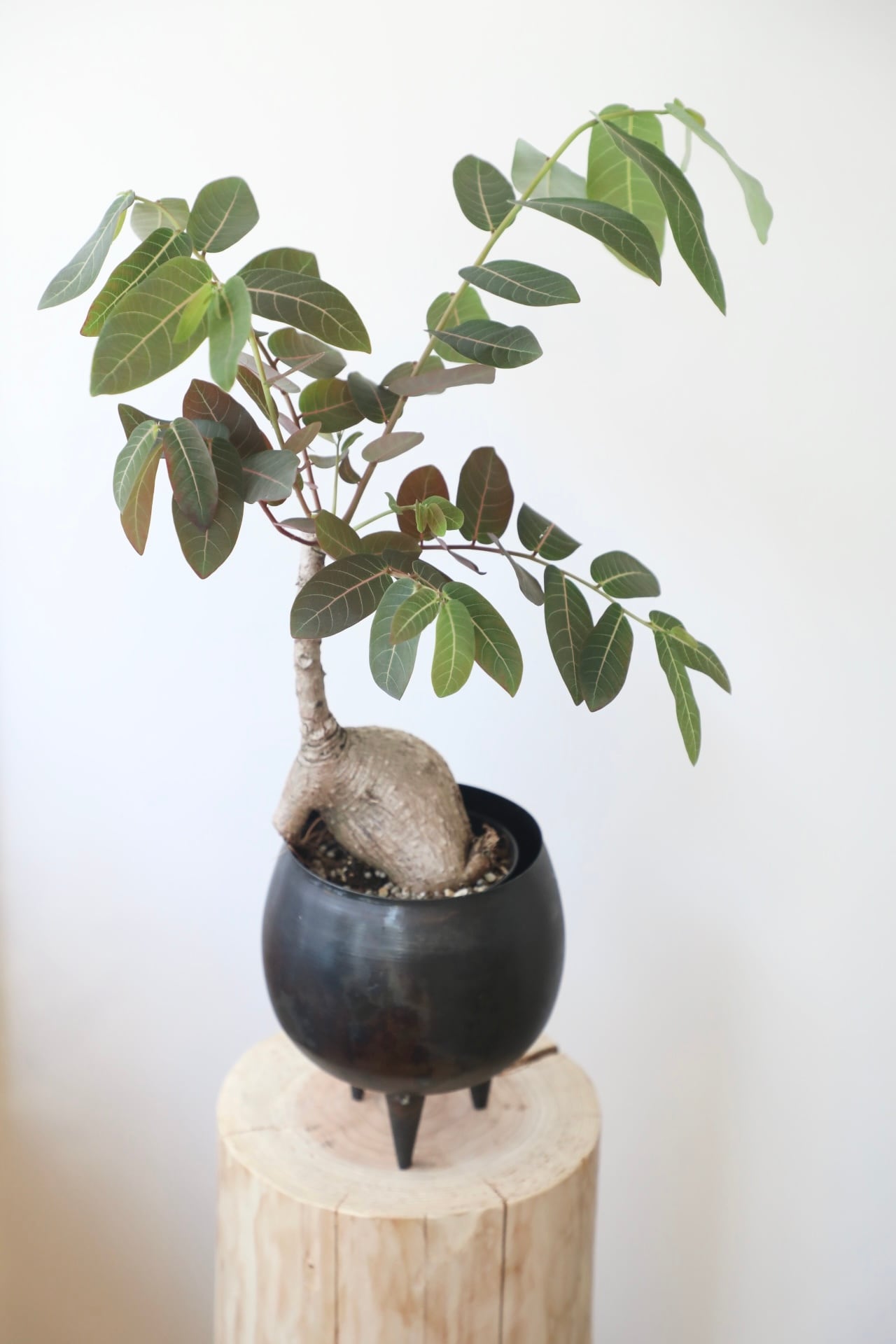 フィランサス ミラビリス/Phyllanthus mirabilis ※鉄製鉢付き
