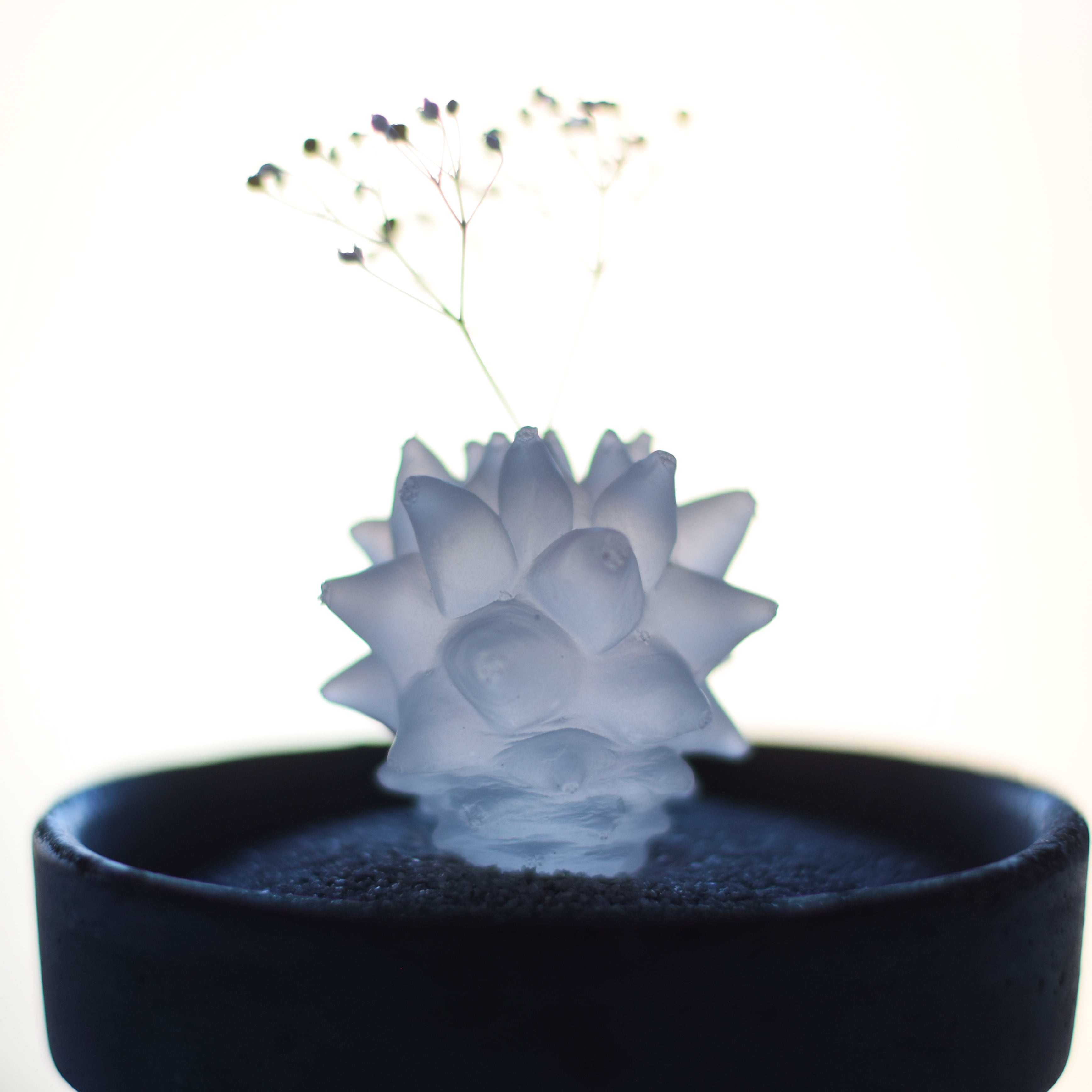 透明サボテン（ブカレンシス） | Sabotensi