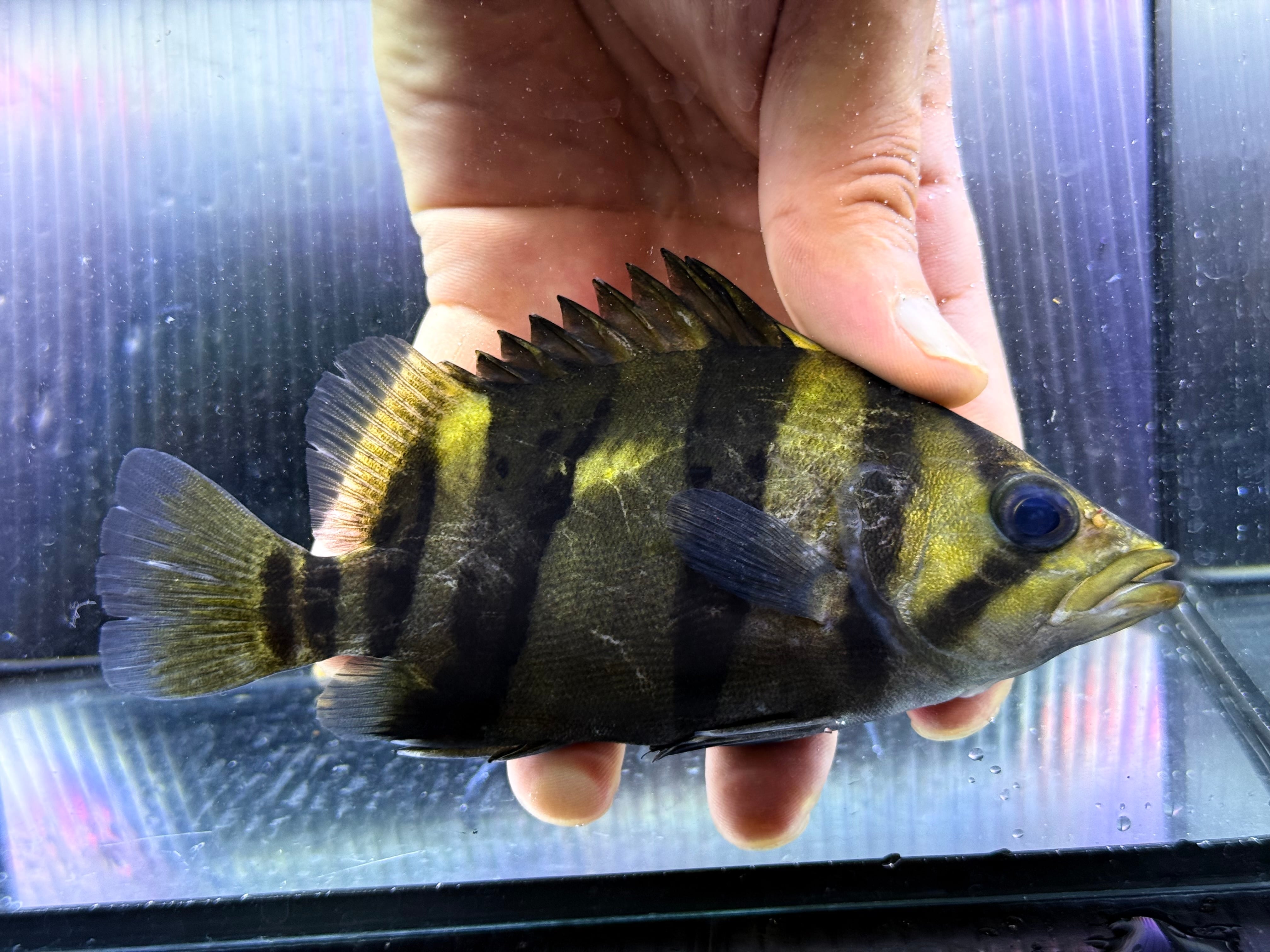 A18-1① ダトニオリアルバンド シミあり 12㎝前後 | アクアショップ