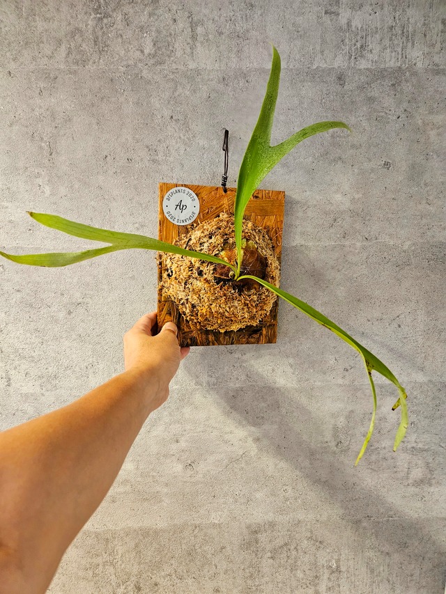 P. Hellfire 【artPLANTs】ビカクシダ/Platycerium