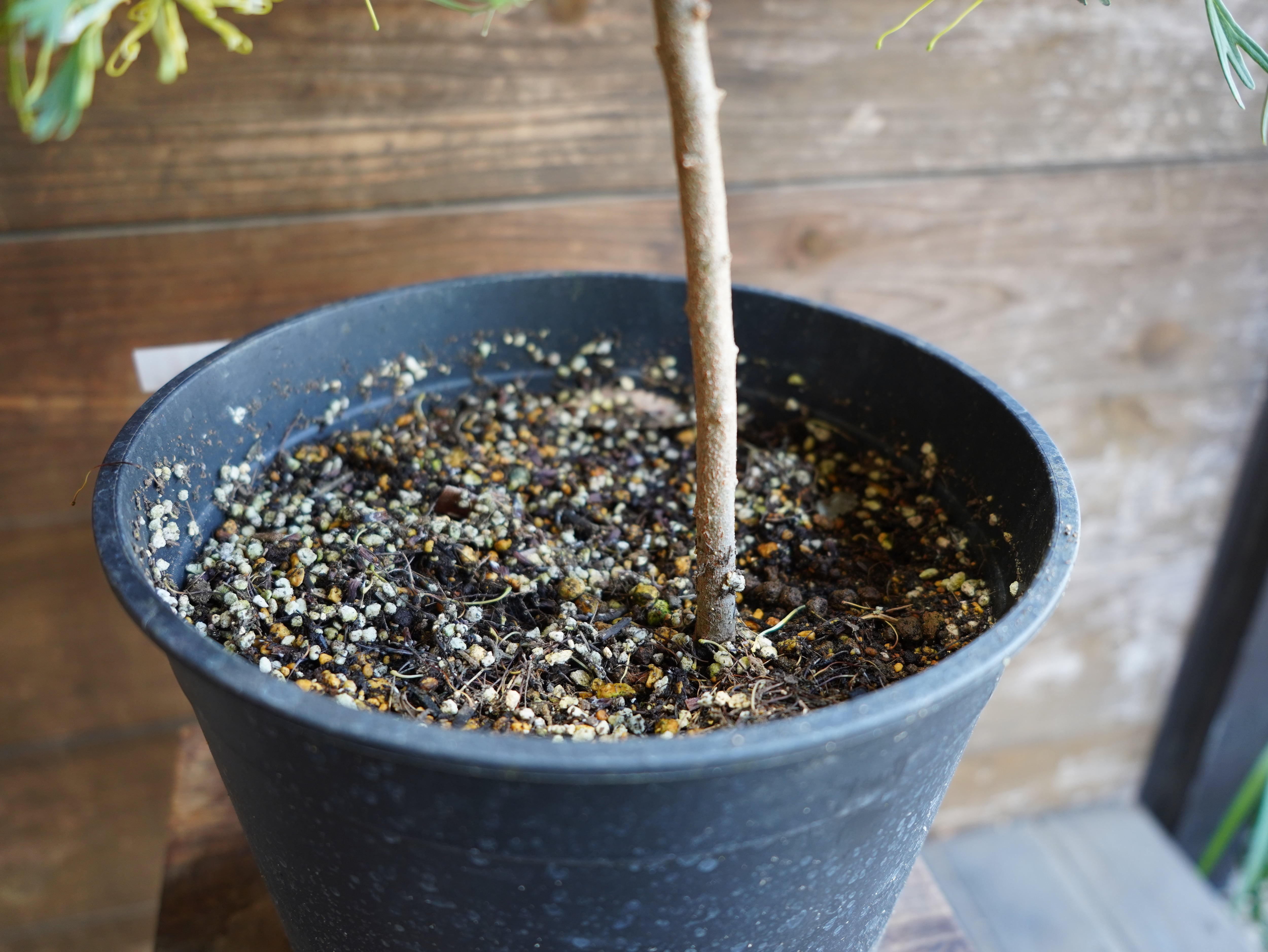 【現物】グレビレア　”レモンスプリーム”