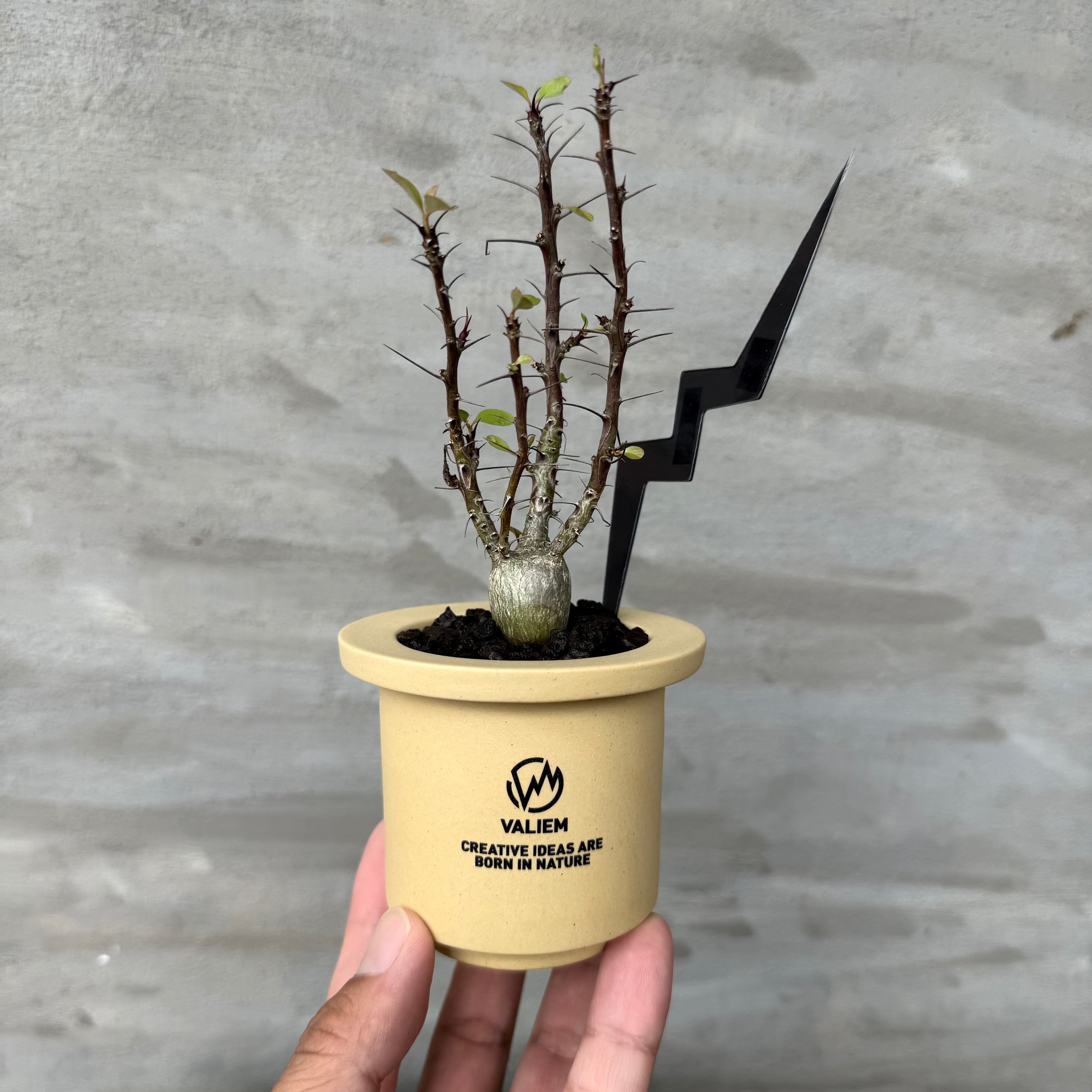8/10（月）21:00より再販！【植物鉢】 Valiem GHOST（BOWL / Sサイズ
