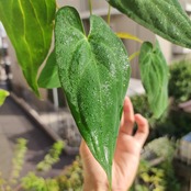 Anthurium Ace of spades × Papillilaminum / アンスリウム エースオブスペード×パピリラミナム