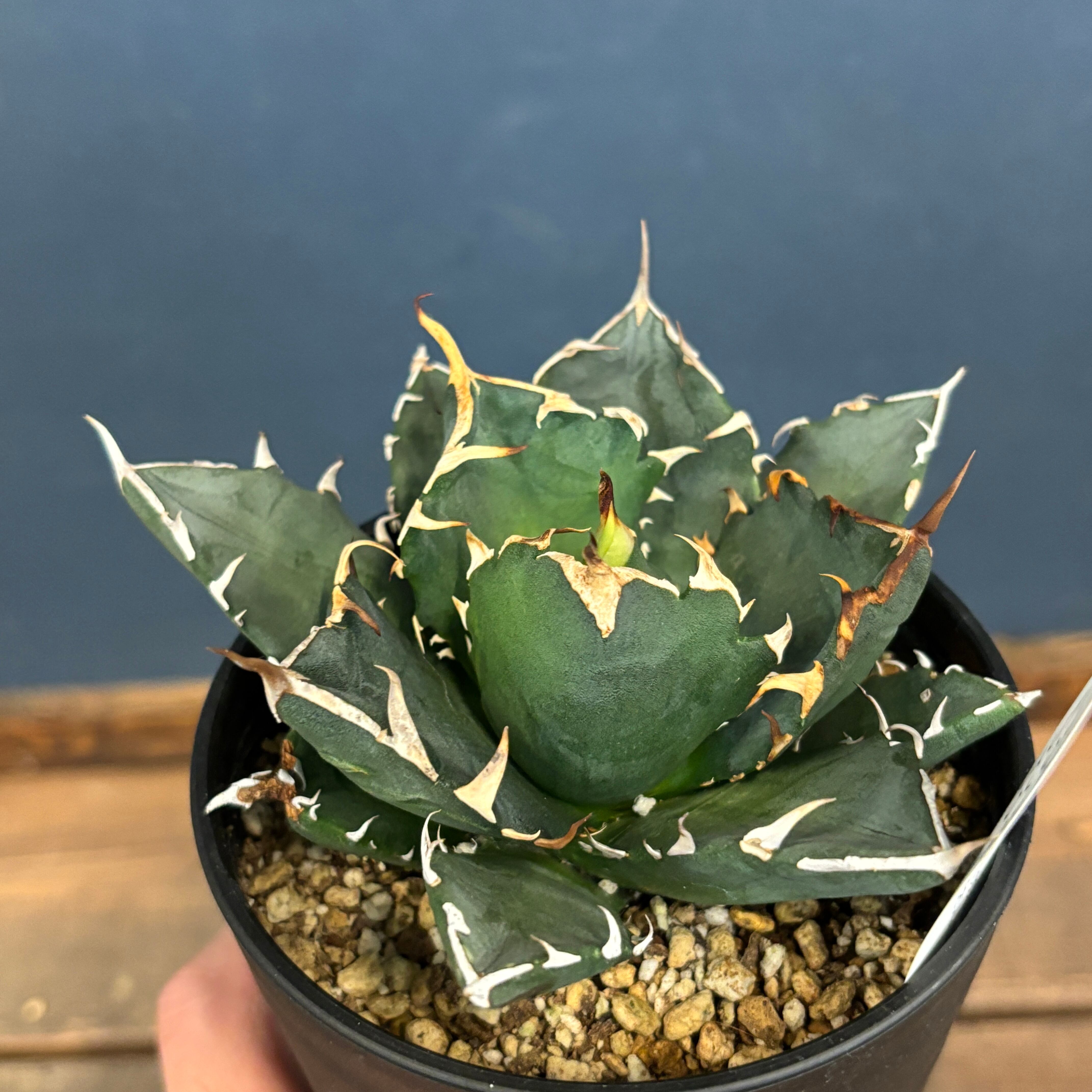 アガベ チタノタ トライデント【196】 | PROTOLEAF プロトリーフ