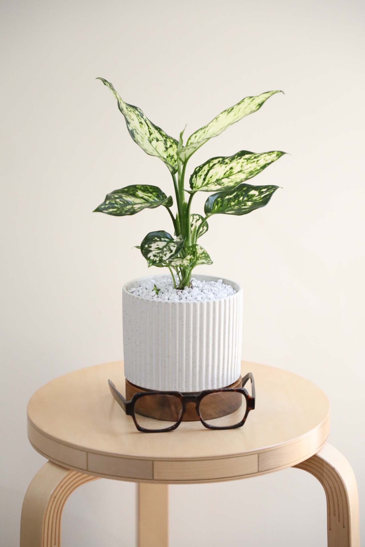 【S】アグラオネマ ホワイトバレンタイン/Aglaonema Super white