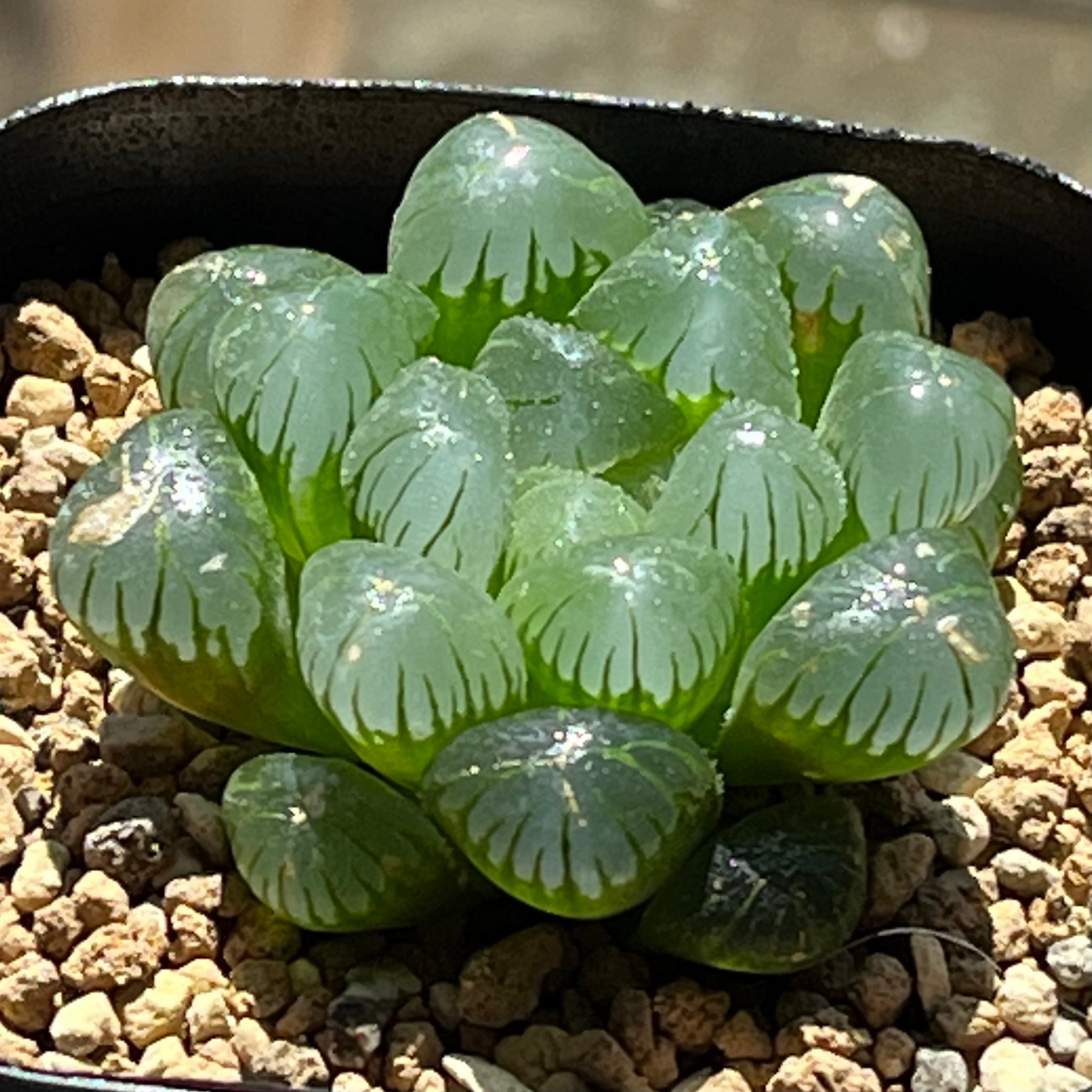 ハオルチア オブツーサ錦 竜珠 糊斑 | mocono_plants