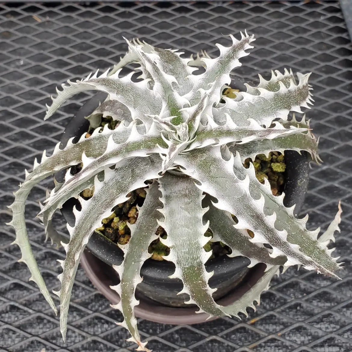 レアプランツ通販サイトPlants Maniax（プランツ・マニアックス）
